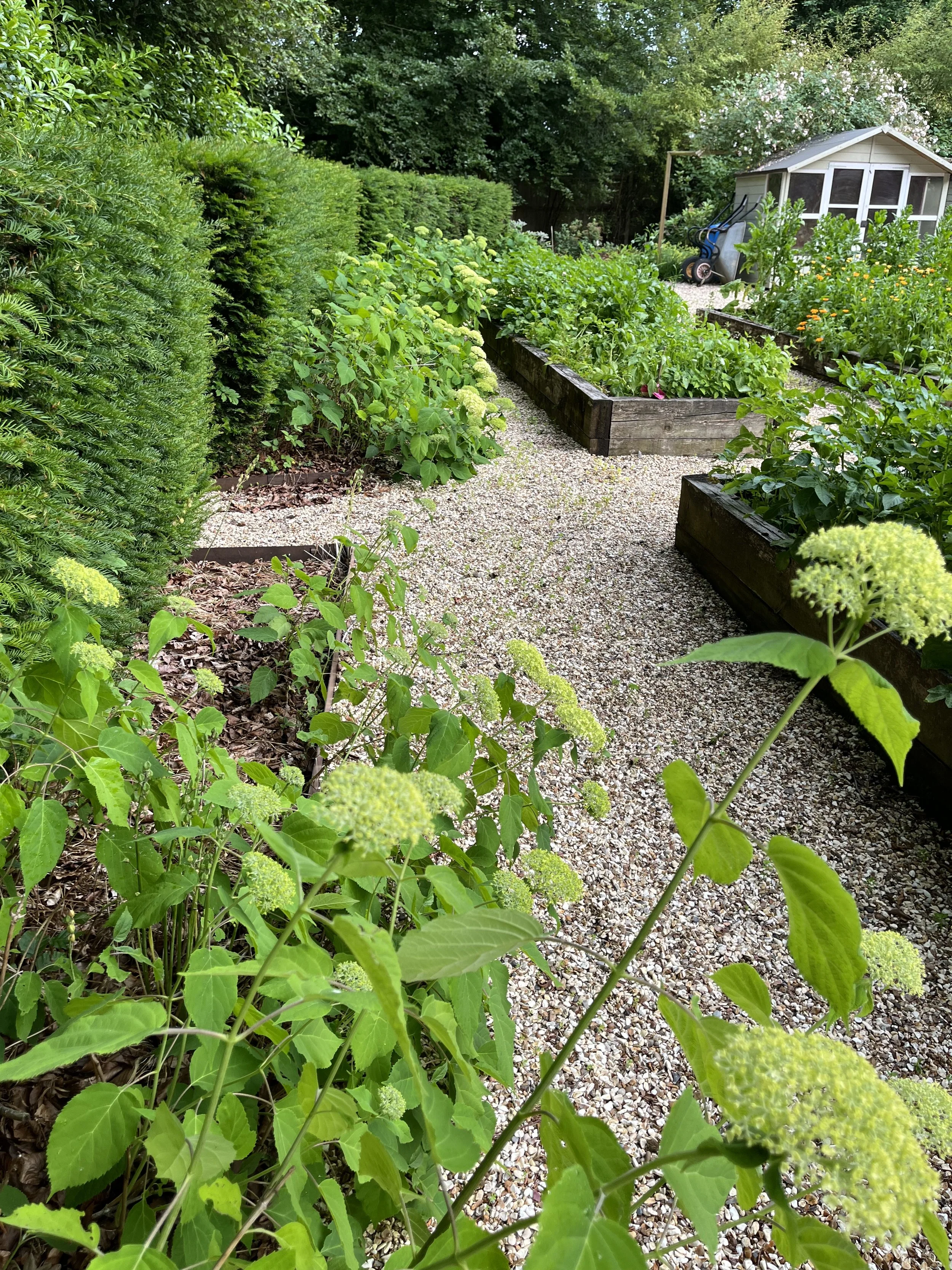 My garden 5 IMG_6723(1).jpeg