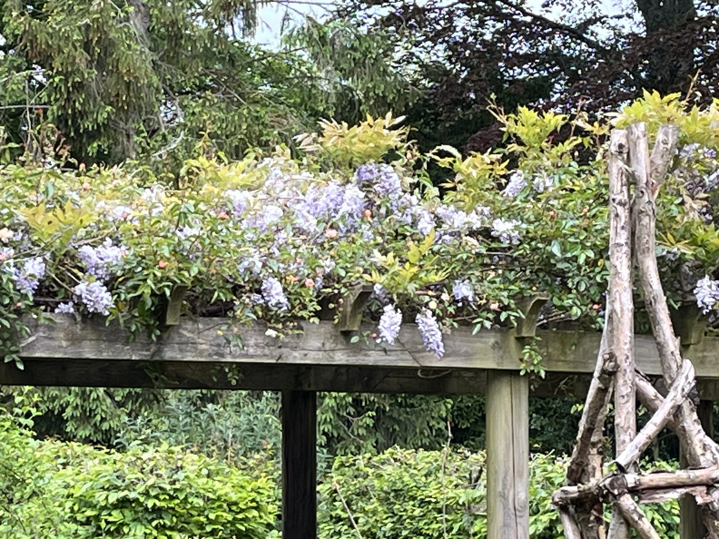 My garden 7 IMG_3988 - Copy.jpeg