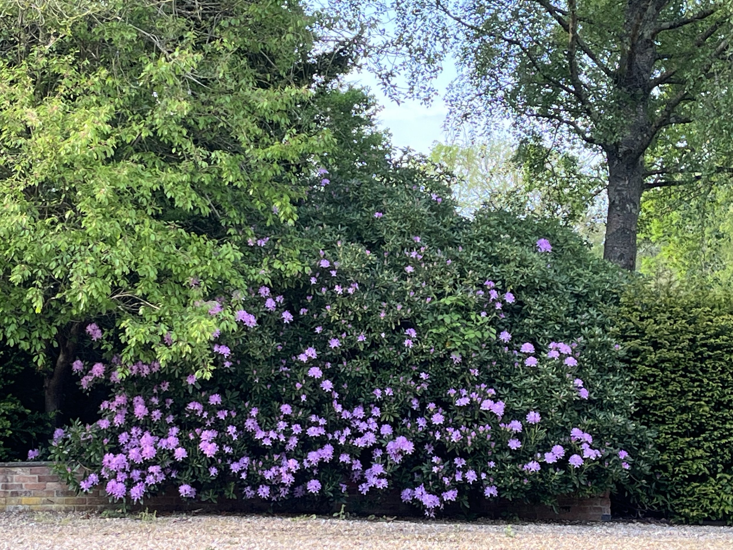 My garden 13 IMG_3960.jpeg