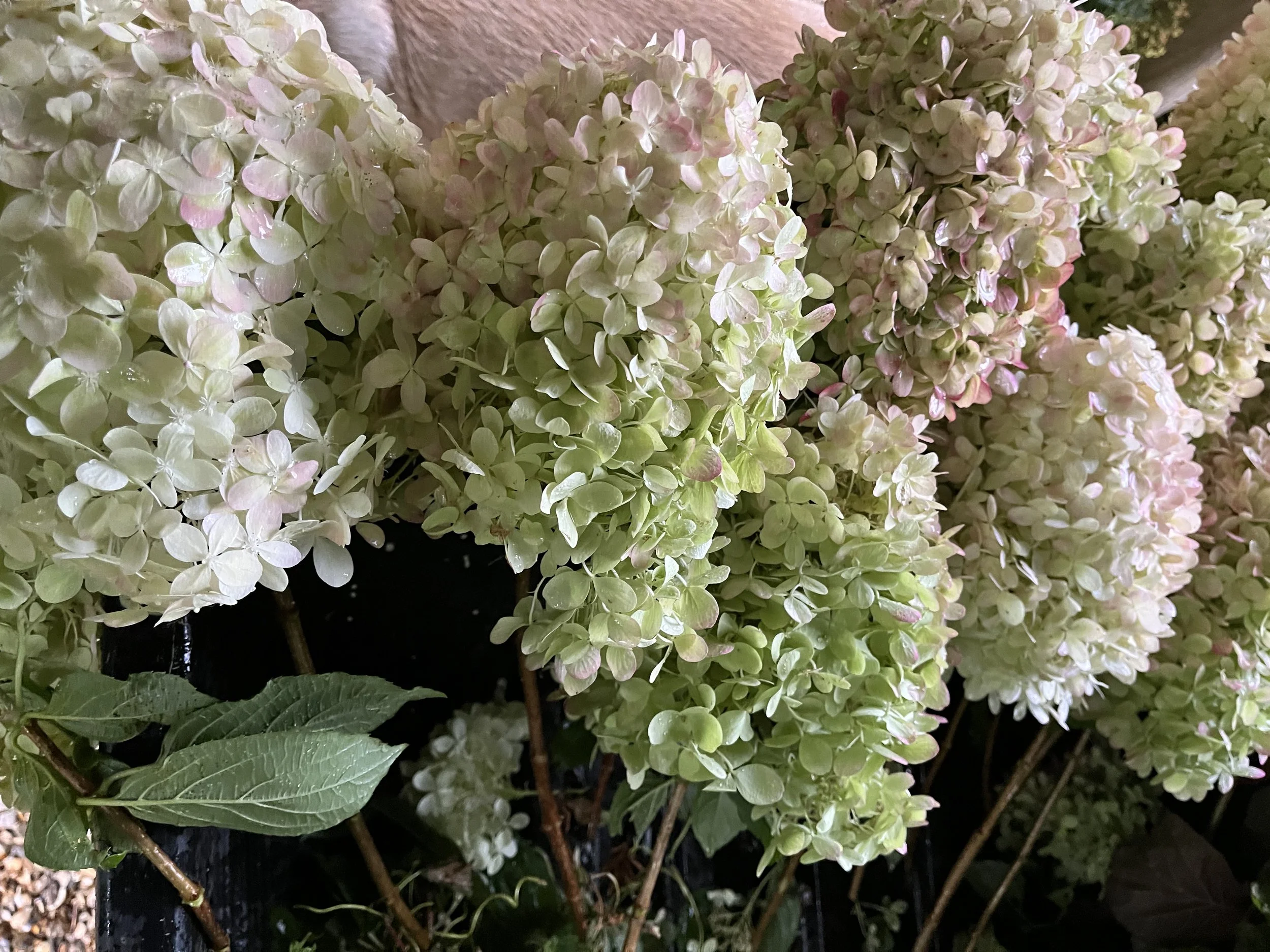 My ethos 5 IMG_7381.jpeg