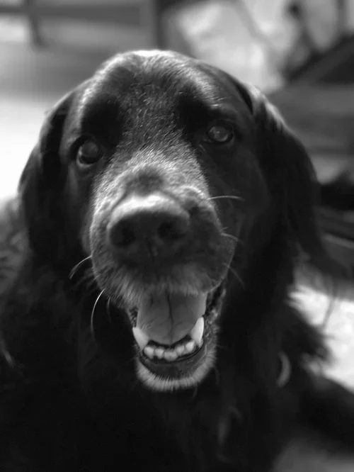 Close-up of a happy black dog with a white mark on its nose, showing its teeth and tongue, indoors.