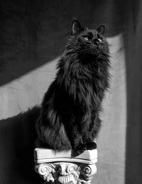 Black long-haired cat sitting on an ornate stone pedestal in a room with a textured wall and diagonal shadow.