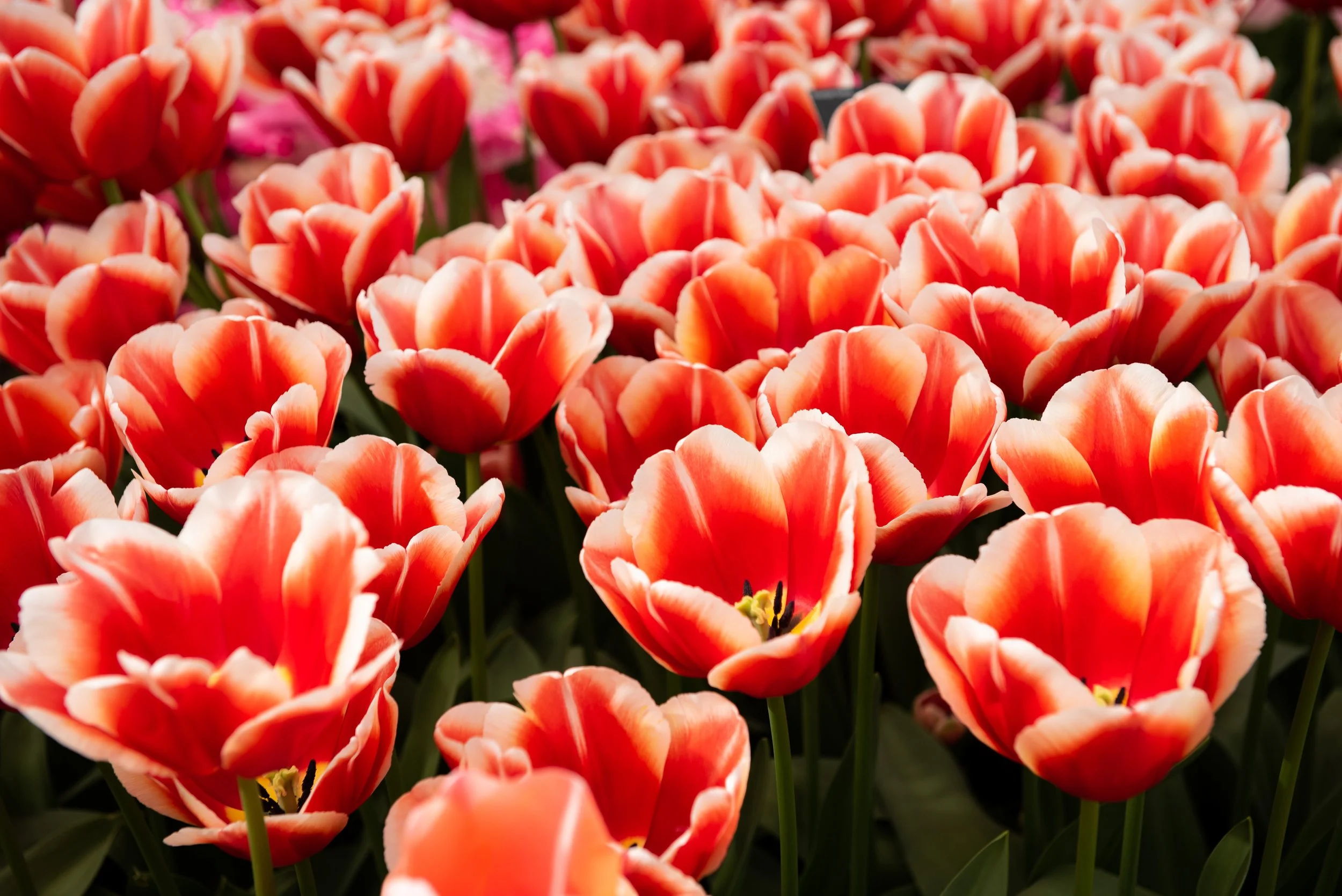 Keukenhof-12.jpg