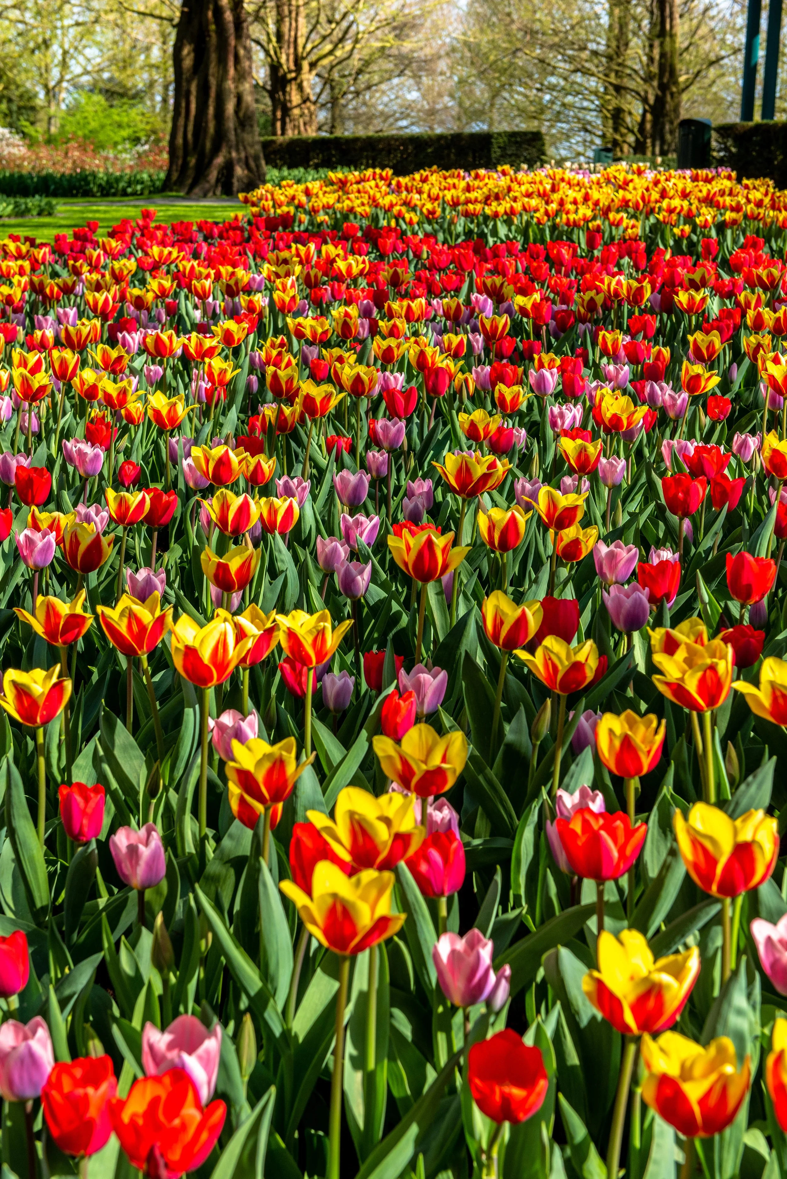 Keukenhof-14.jpg
