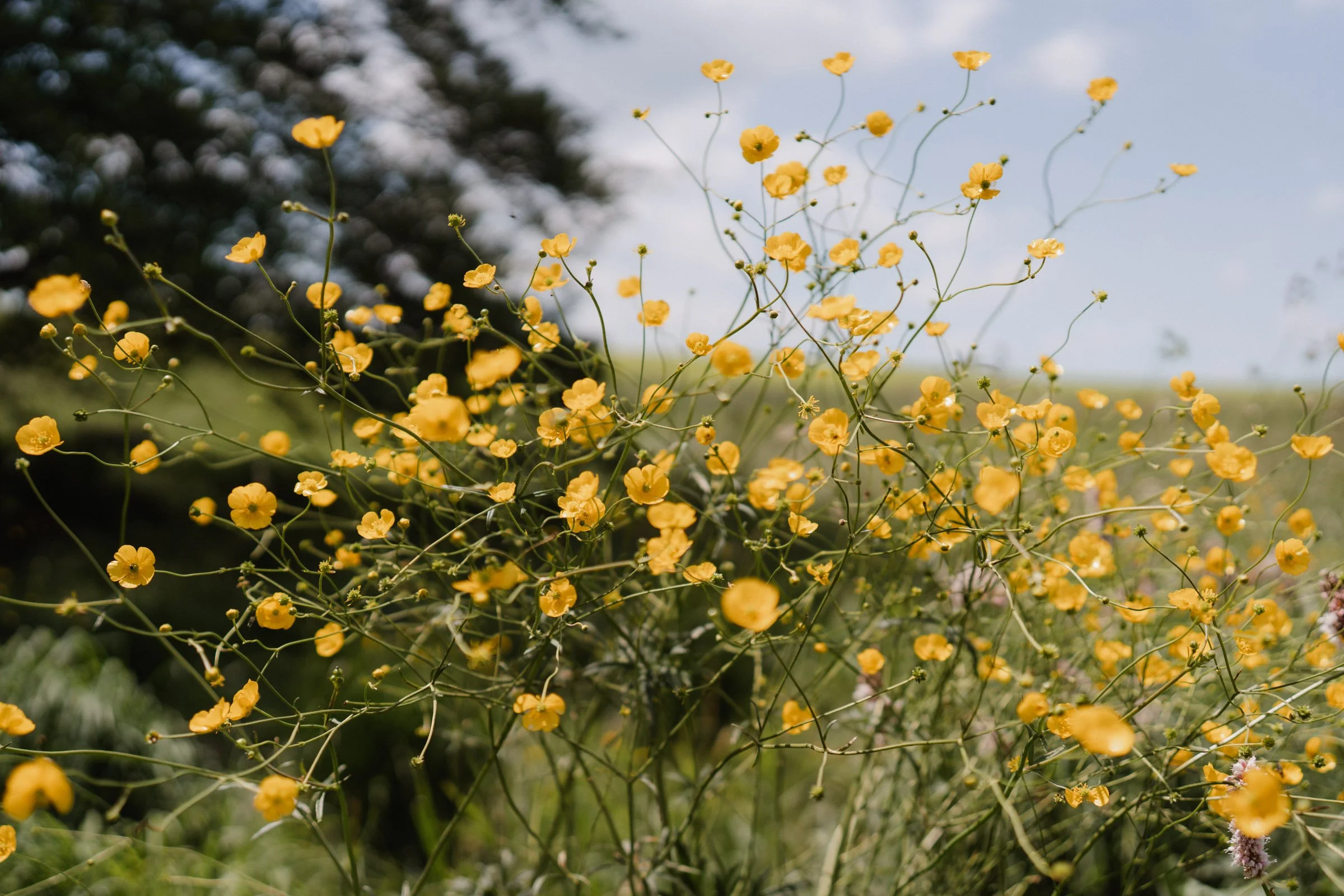 hochzeit schellenberghof leubsdorf-5.jpg