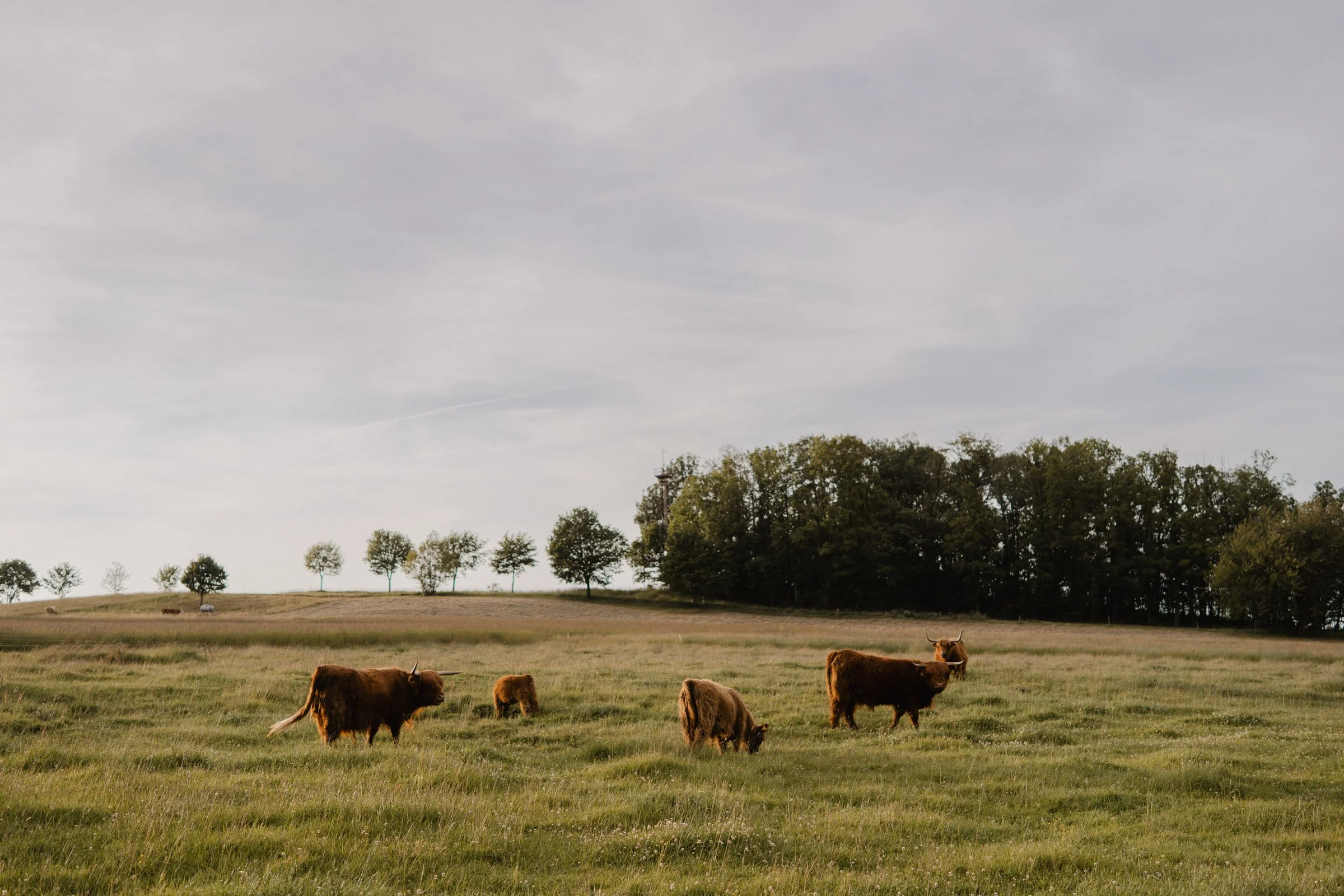 hochzeit schellenberghof leubsdorf-169.jpg