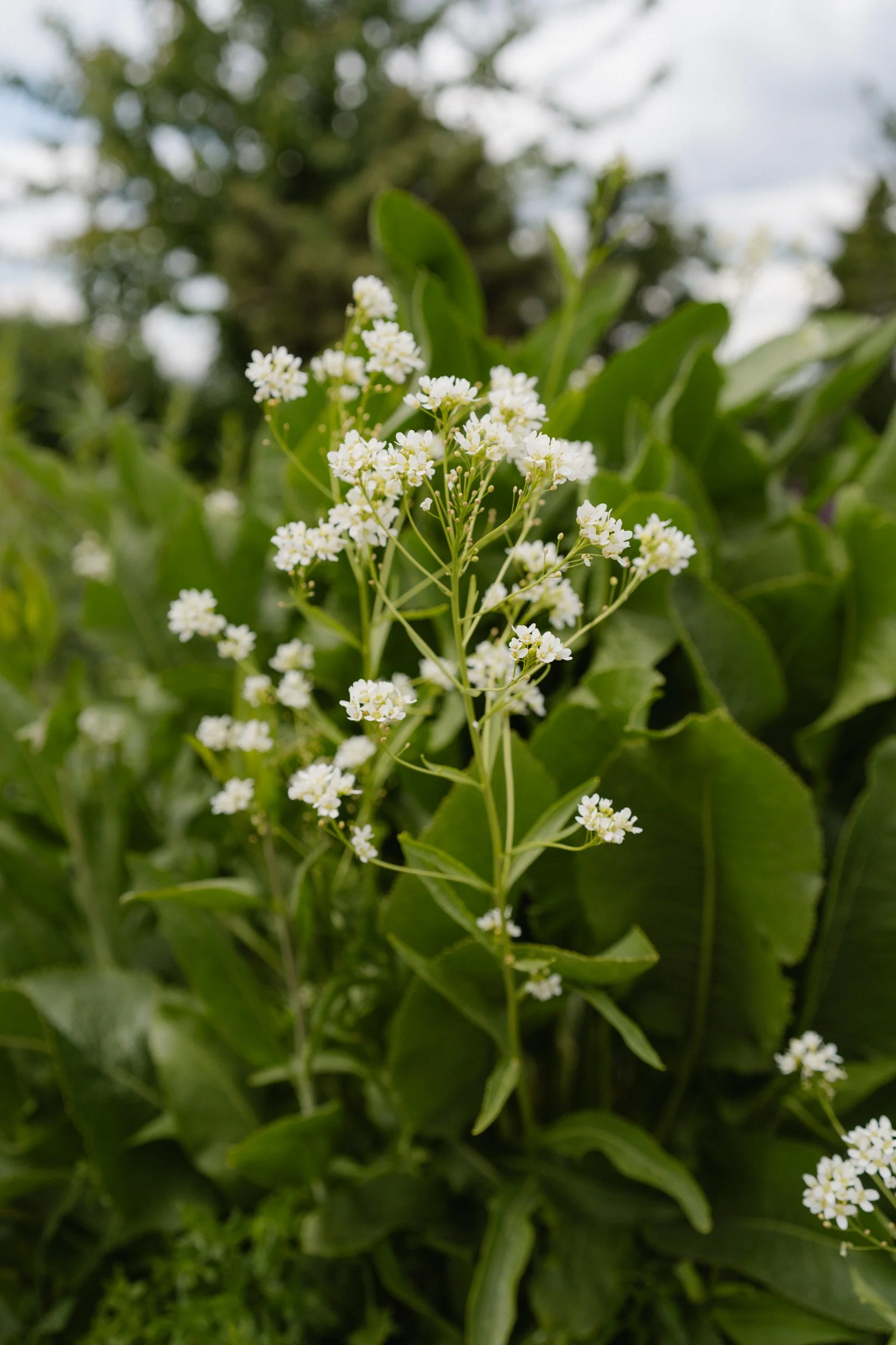 Hochzeitsfotograf Dresden Leipzig-5.jpg