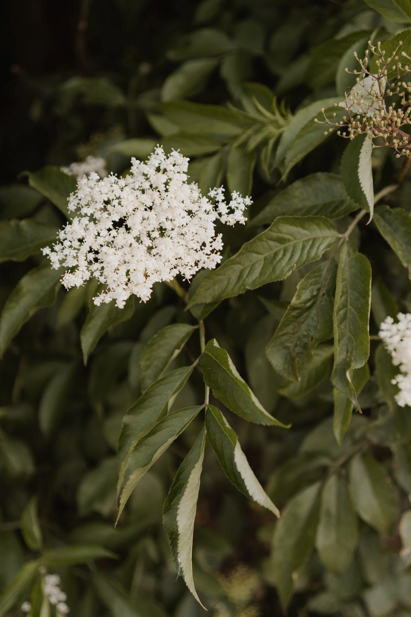 hochzeit schellenberghof leubsdorf-2.jpg