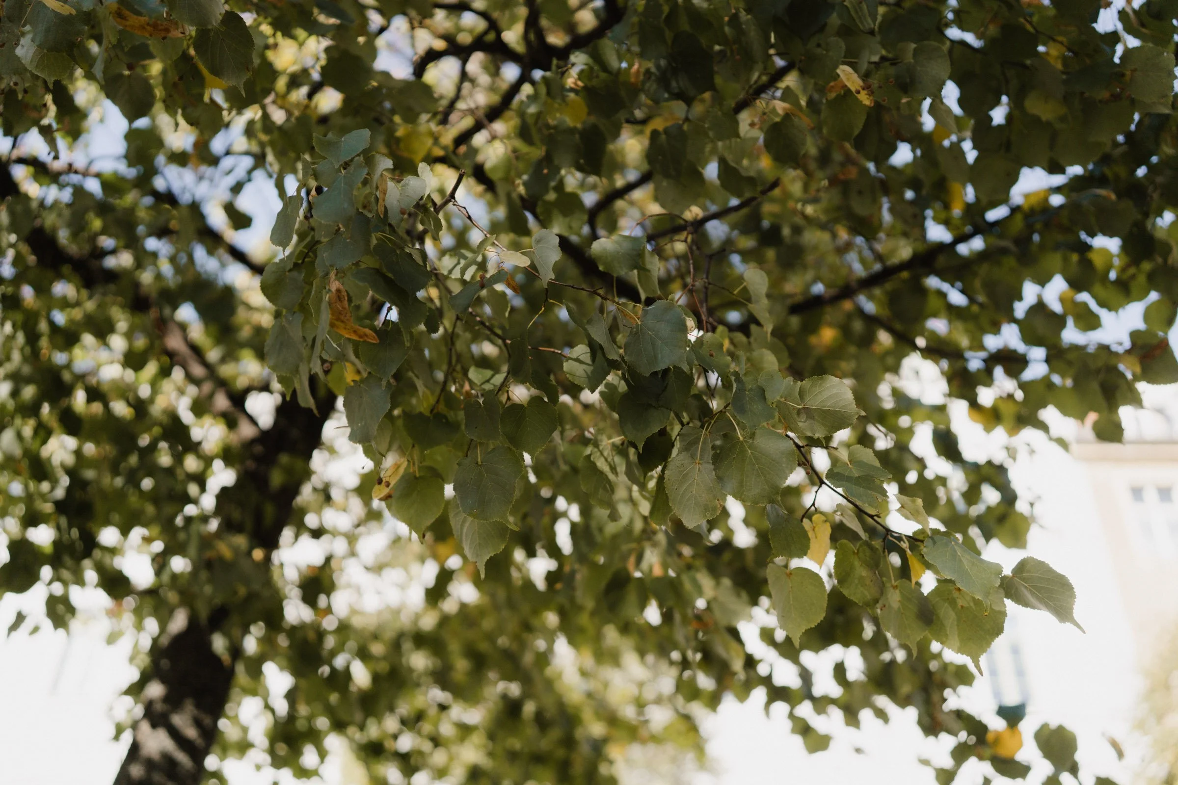 hochzeit buelow palais dresden-1.jpg