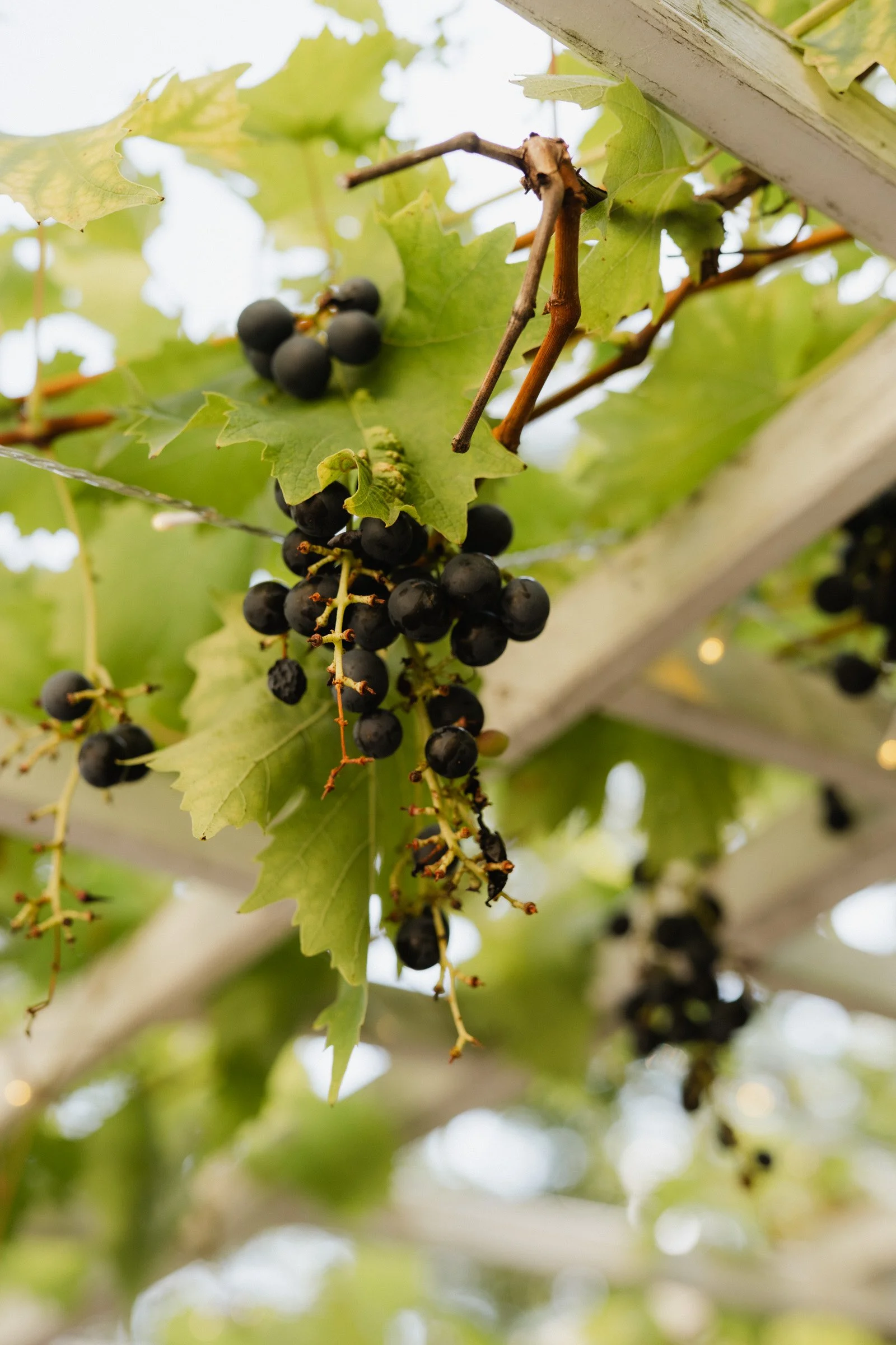 Hochzeitsfotograf Dresden-123.jpg