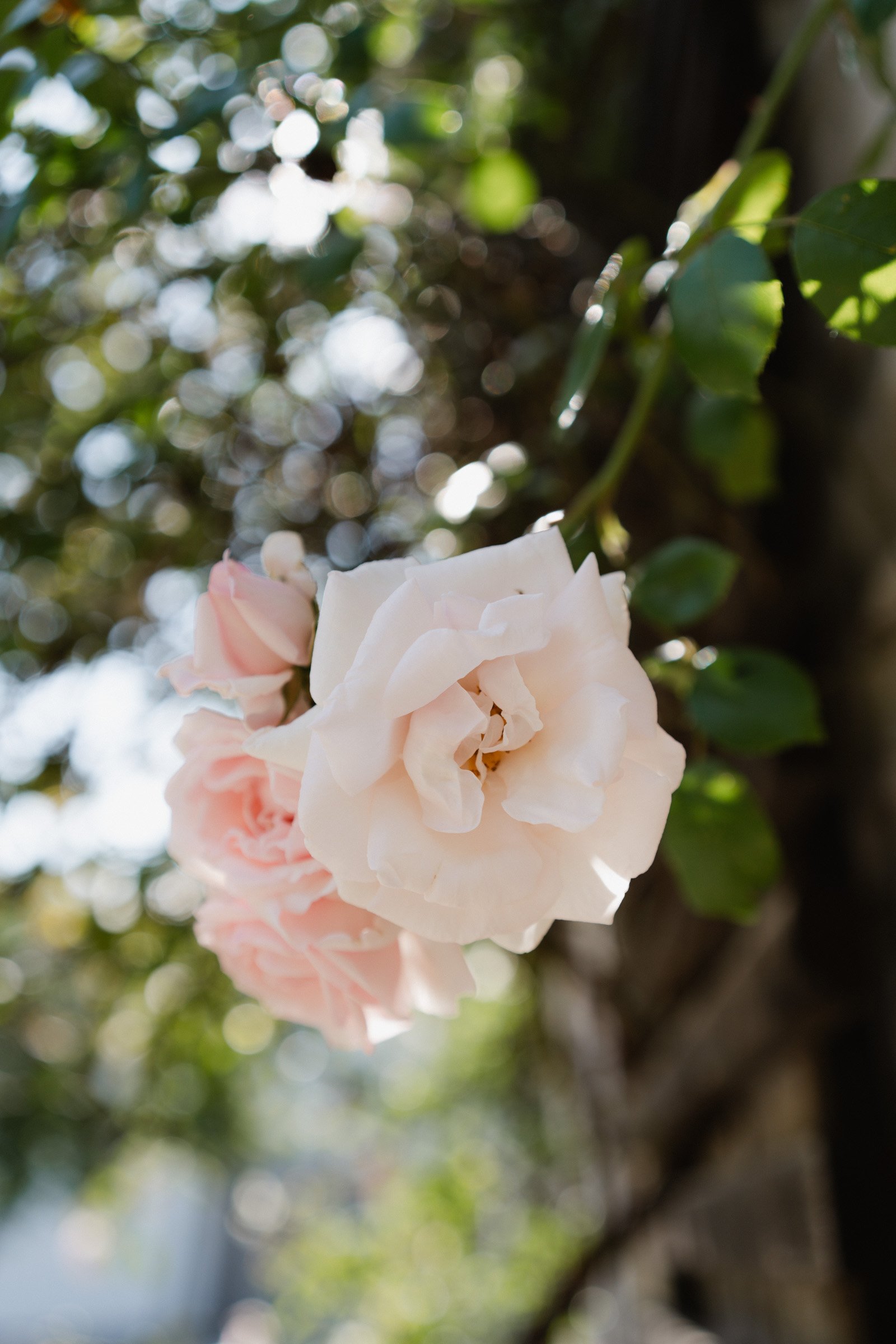 Hochzeitsfotograf Dresden Leipzig-1.jpg