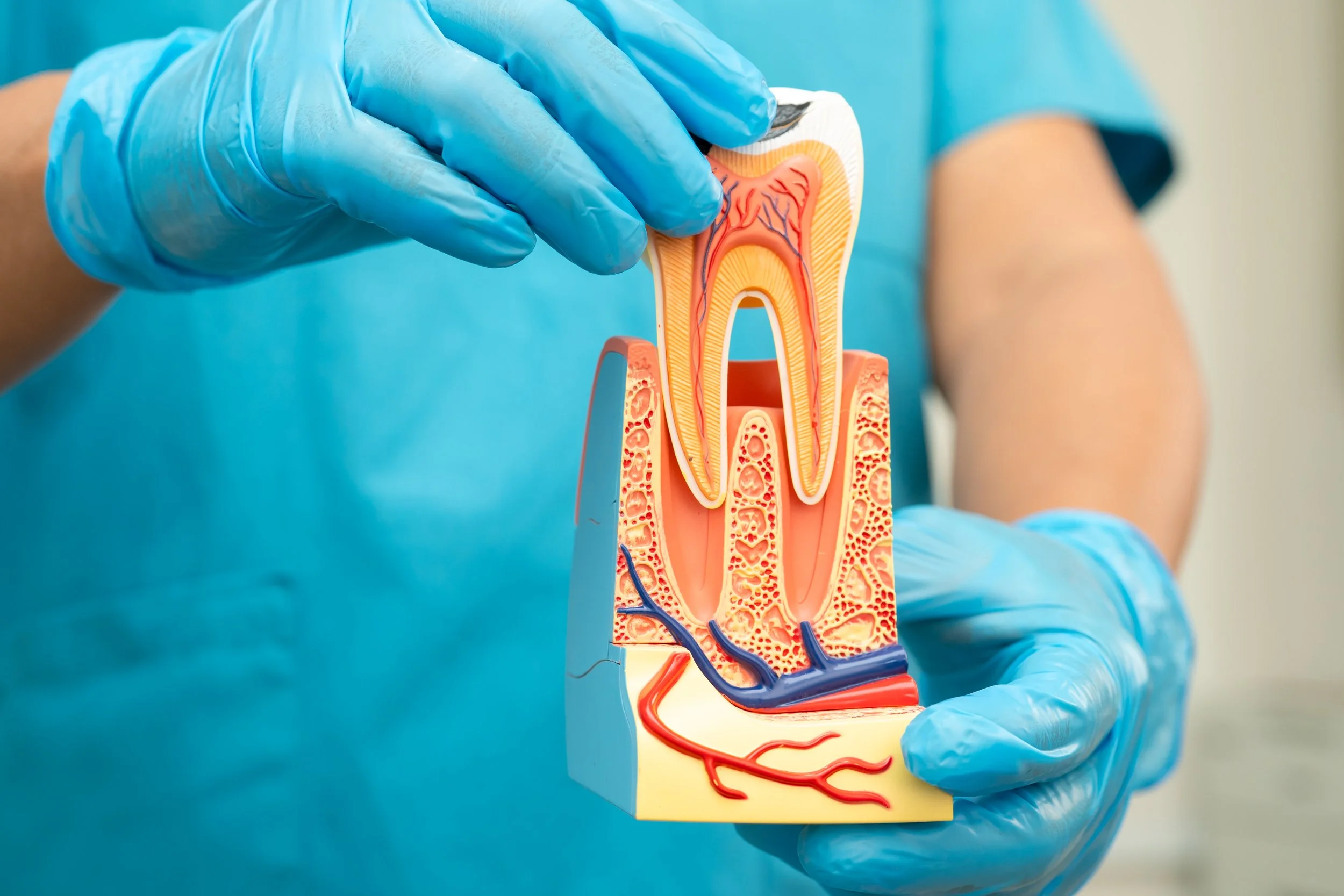 A person wearing blue gloves holding a diagram of a tooth and its internal structure, with a cross-section showing blood vessels and nerves.