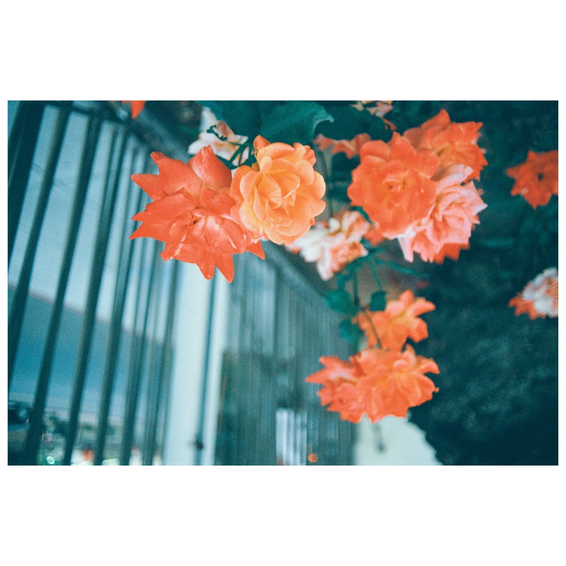 Whitagram-Image 18.JPG