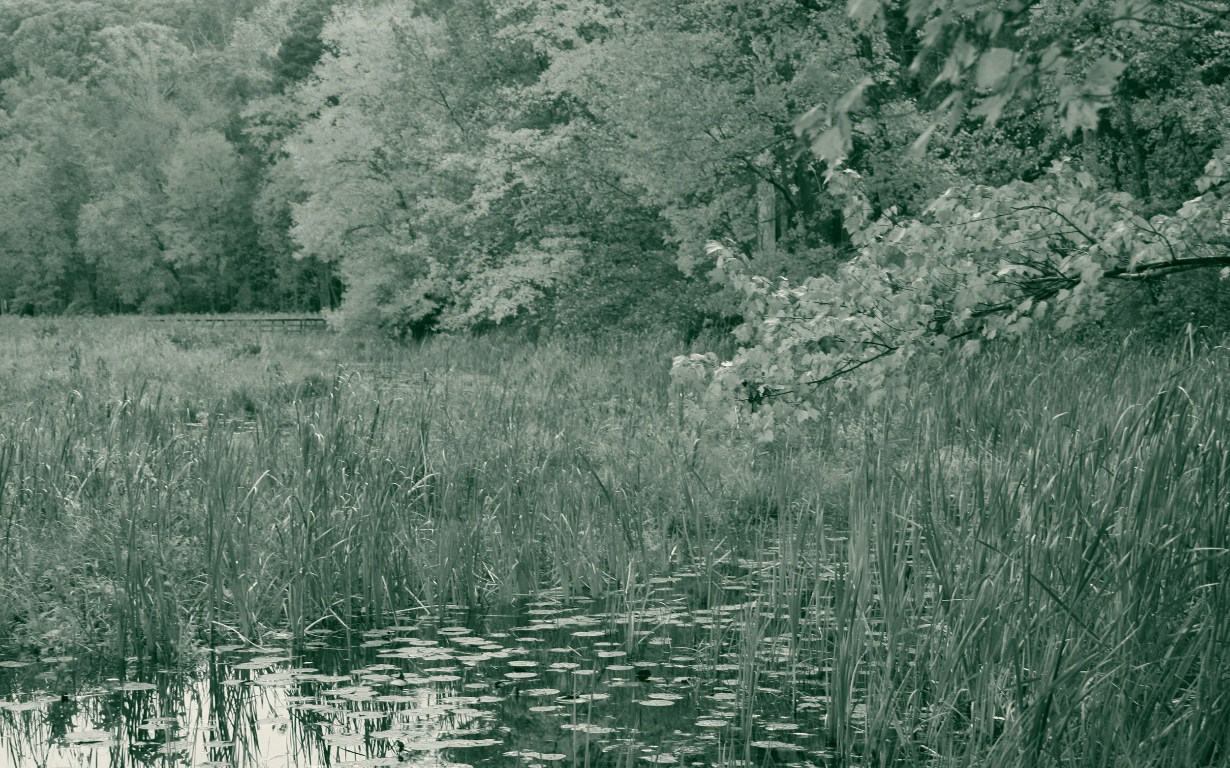 Lily pads and cattails on open water at Pocahontas State Park in Chesterfield County, Virginia, with a low wooden boardwalk crossing the marsh and hardwood trees behind.