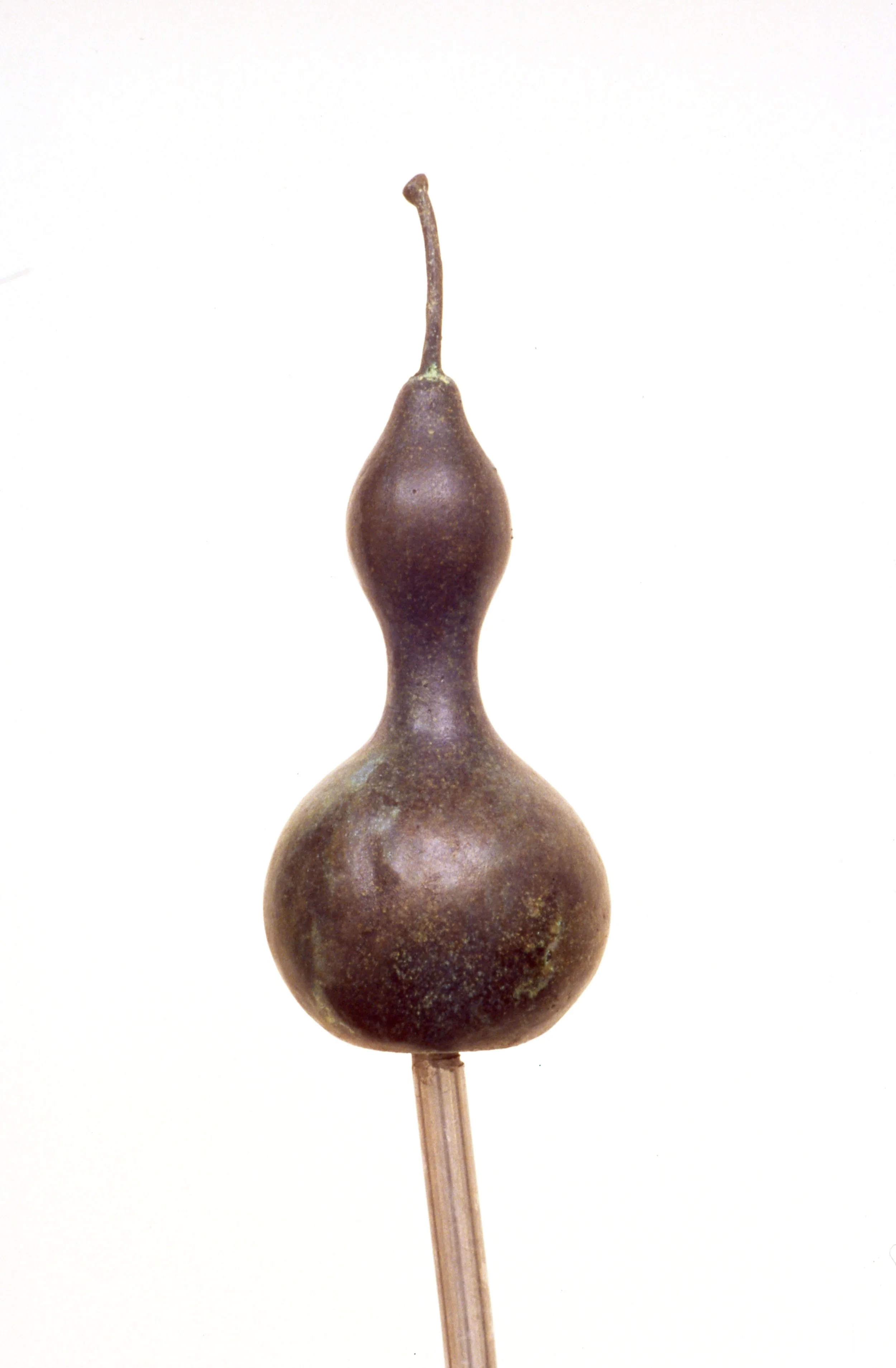 A dried medicinal seed with a bulbous, elongated shape on a stick.