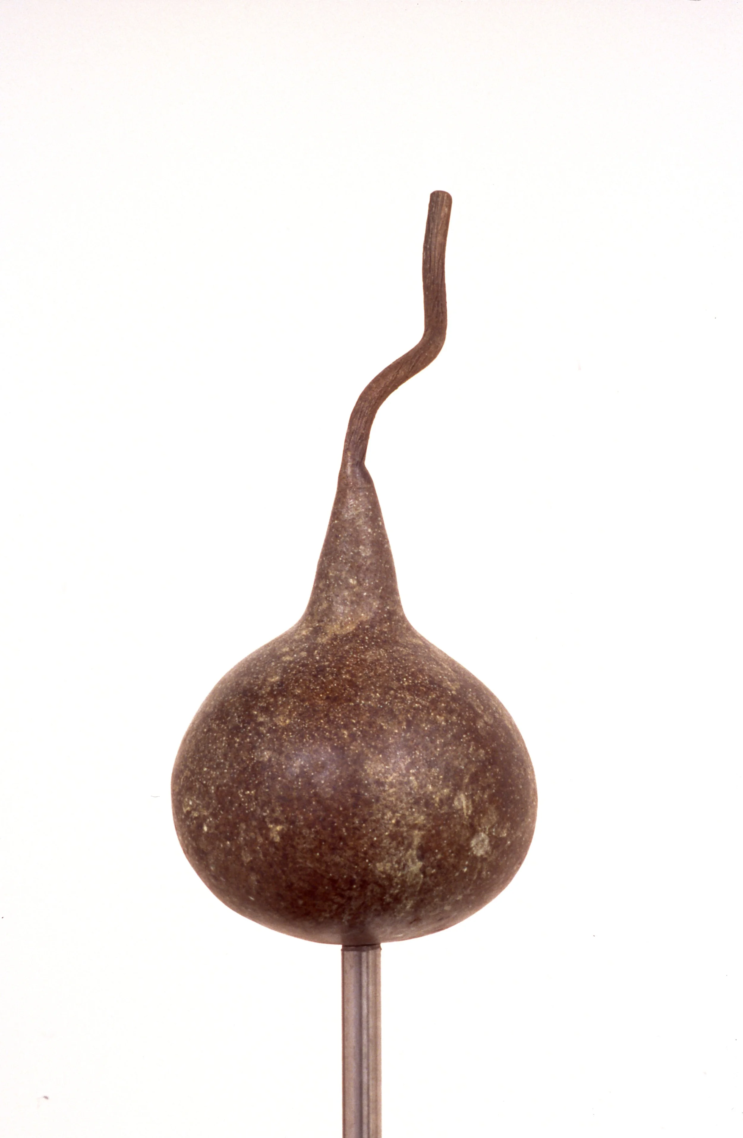 A dried, brown seed with a cauliflower-shaped bulb and a long, thin, curved stem on top, mounted on a thin metal stick against a white background.