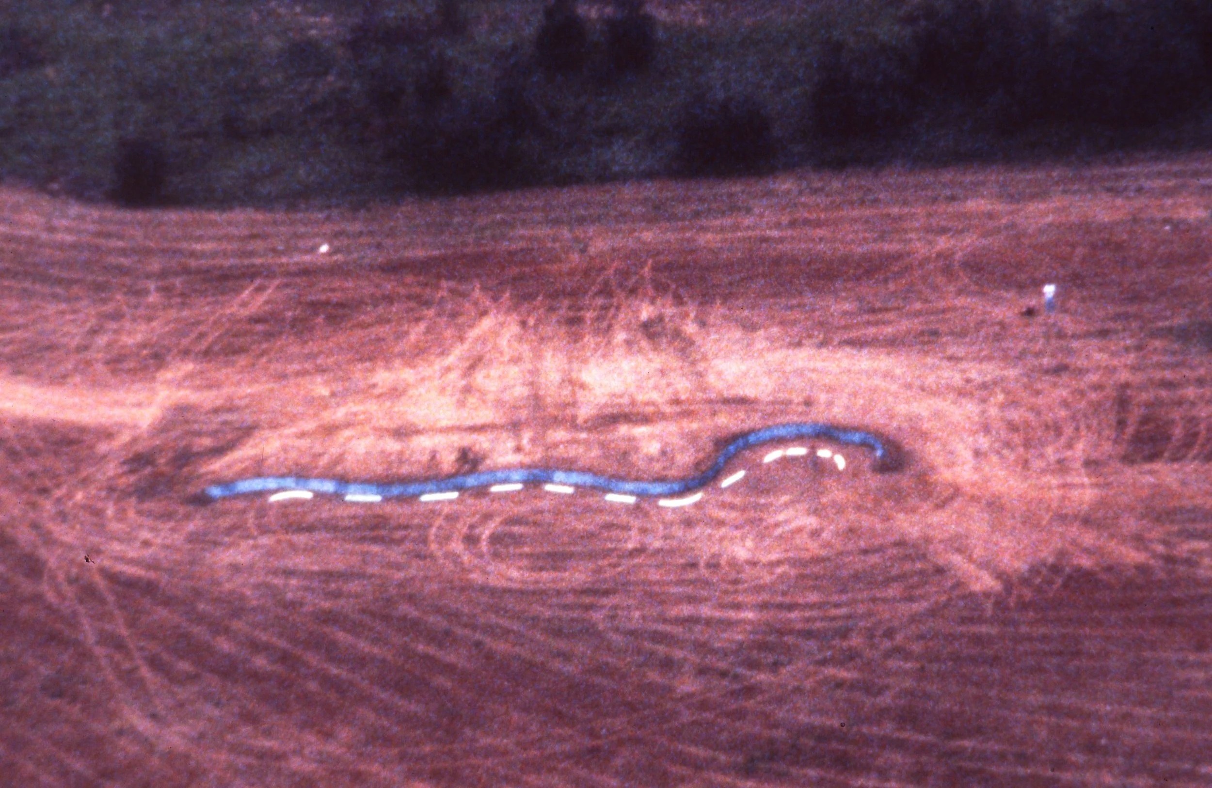 Close-up of a snake on a wooden surface, with a blue and white patterned trail behind it.