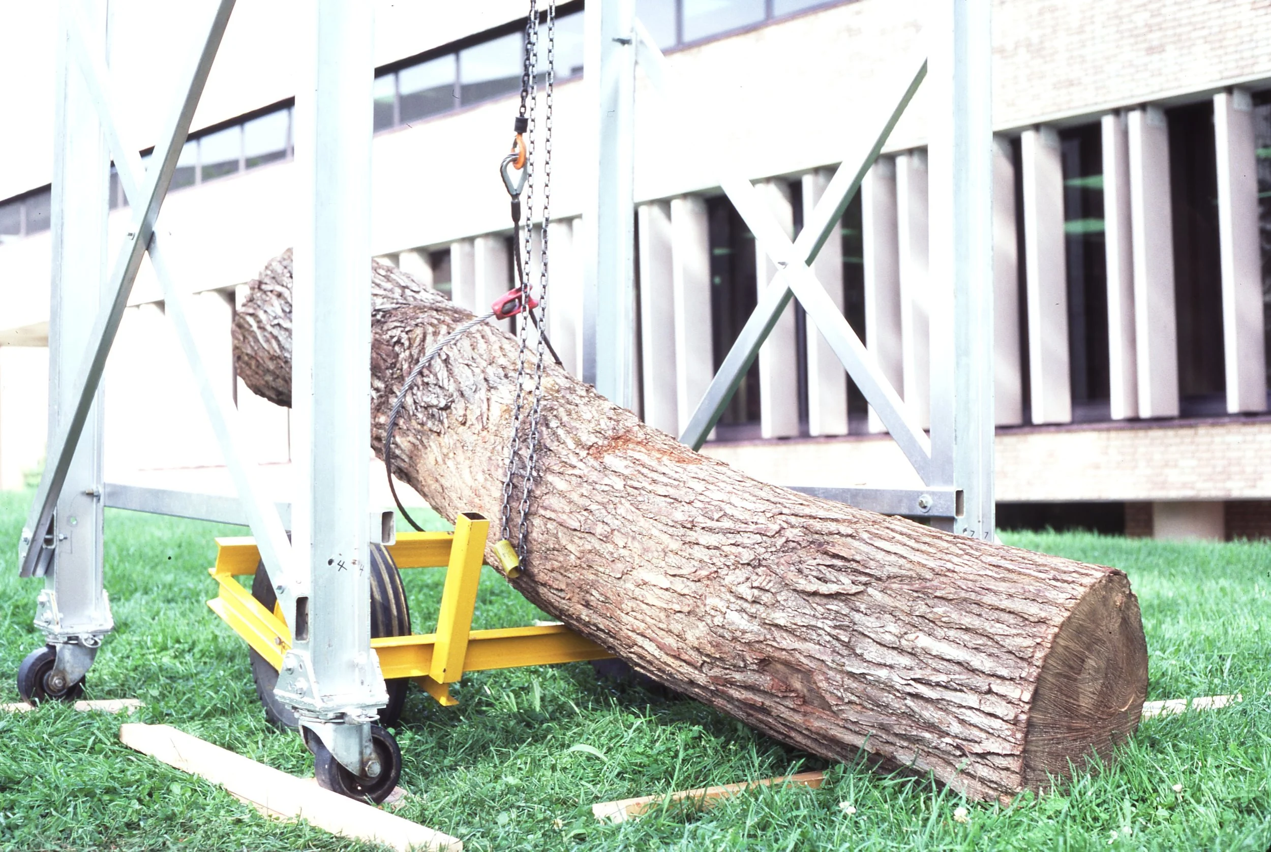 A large tree trunk secured with chains and hooks on a yellow and silver support structure on grass, with a building in the background.
