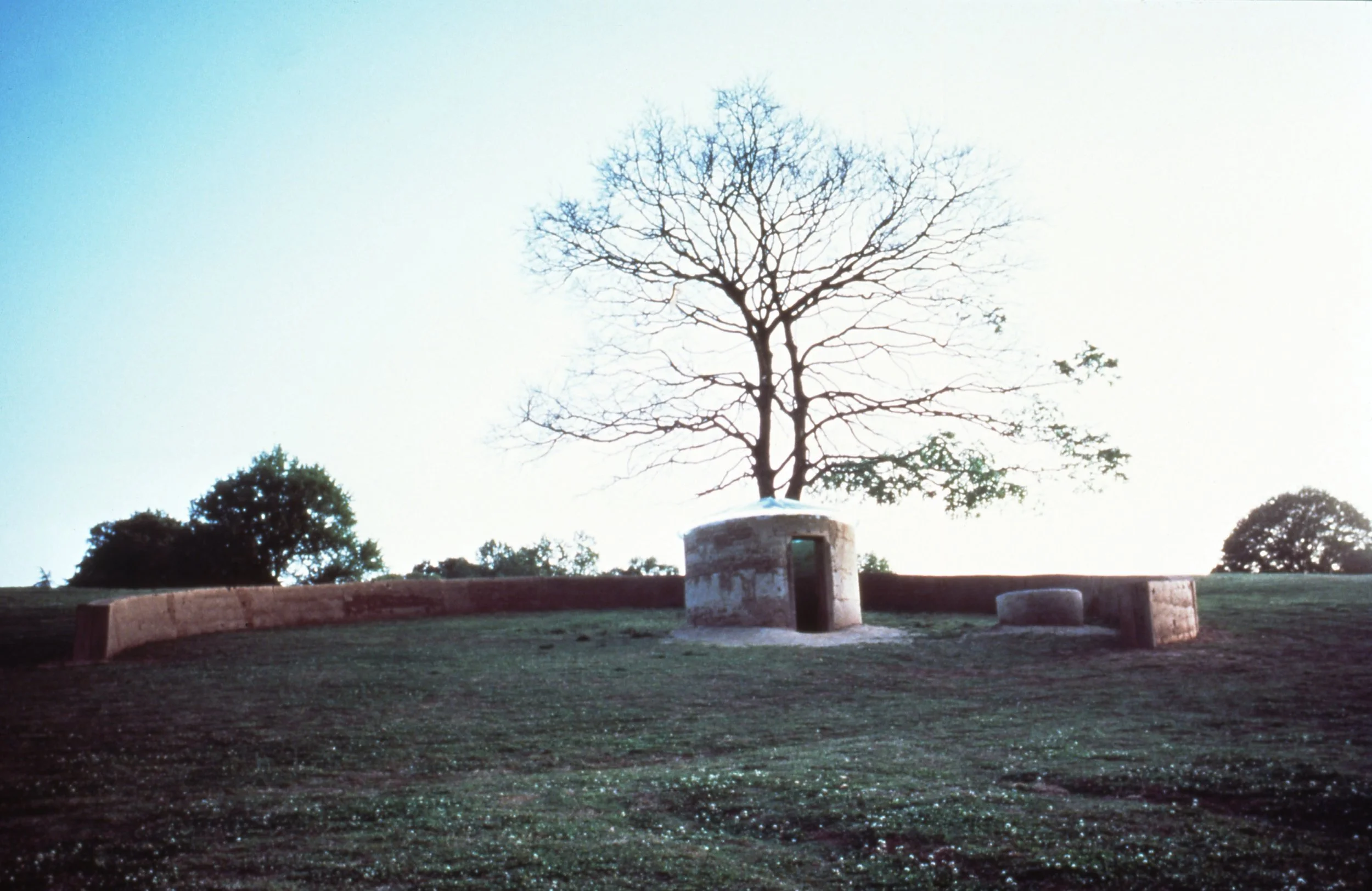 A solitary tree with bare branches growing from a small, round concrete structure on a grassy hill, with additional trees in the background and a clear, light sky.