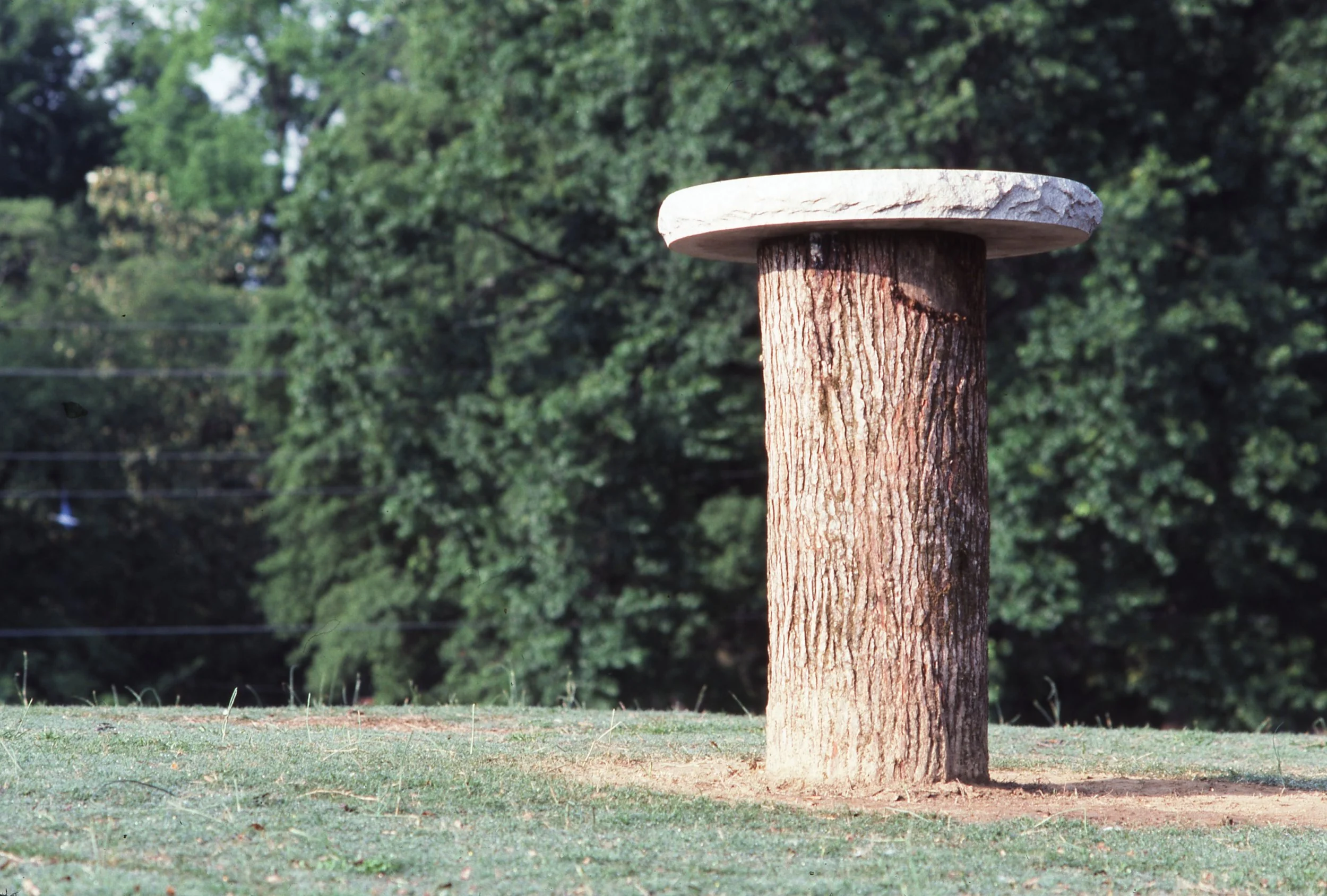 A tree with a thick trunk and a flat, round white sawed-off top standing on a grassy area with trees in the background.