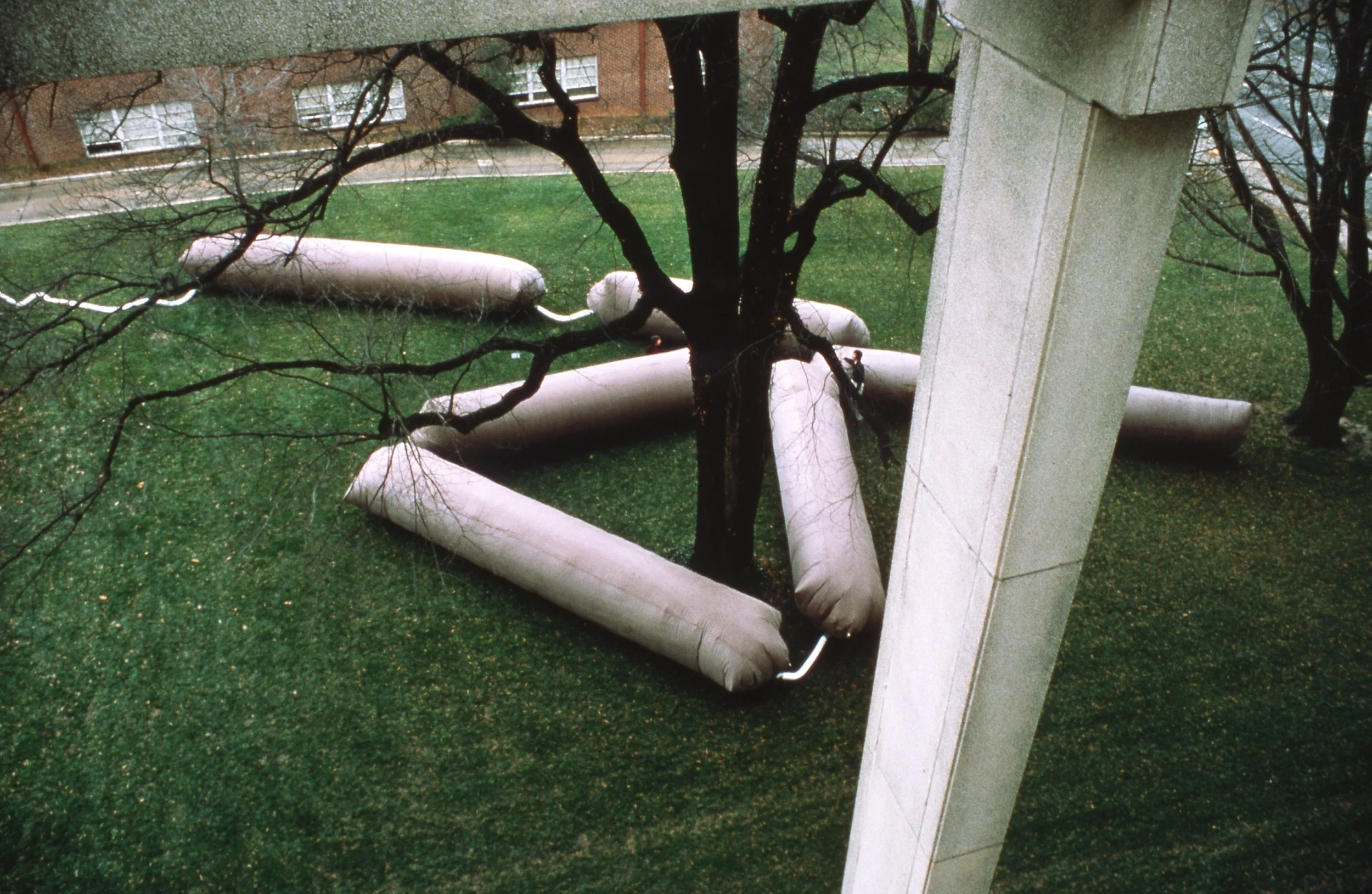 A tree surrounded by an inflatable barrier within a grassy area on a college campus, with a building and sidewalk visible in the background.