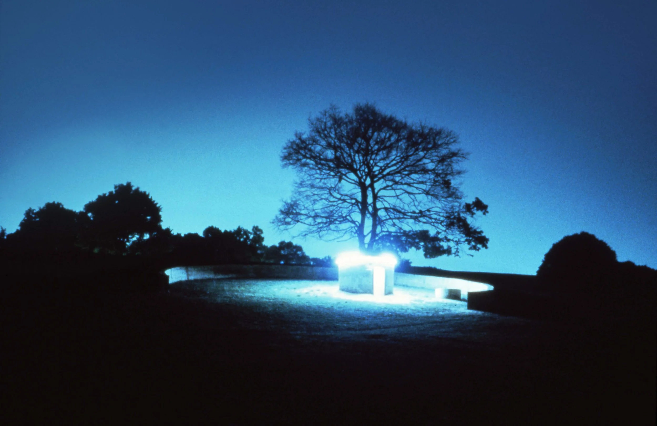 Tree with bare branches lit by bright blue light at night, surrounded by smaller bushes and illuminated pathway.