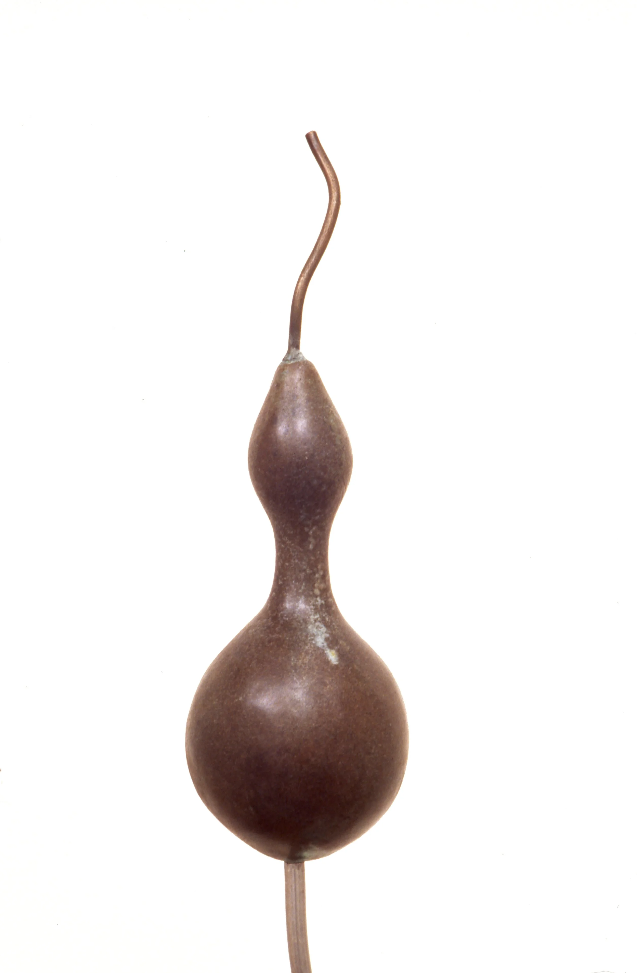 A dried seed pod with two bulbous sections connected by a narrow neck, on a white background.