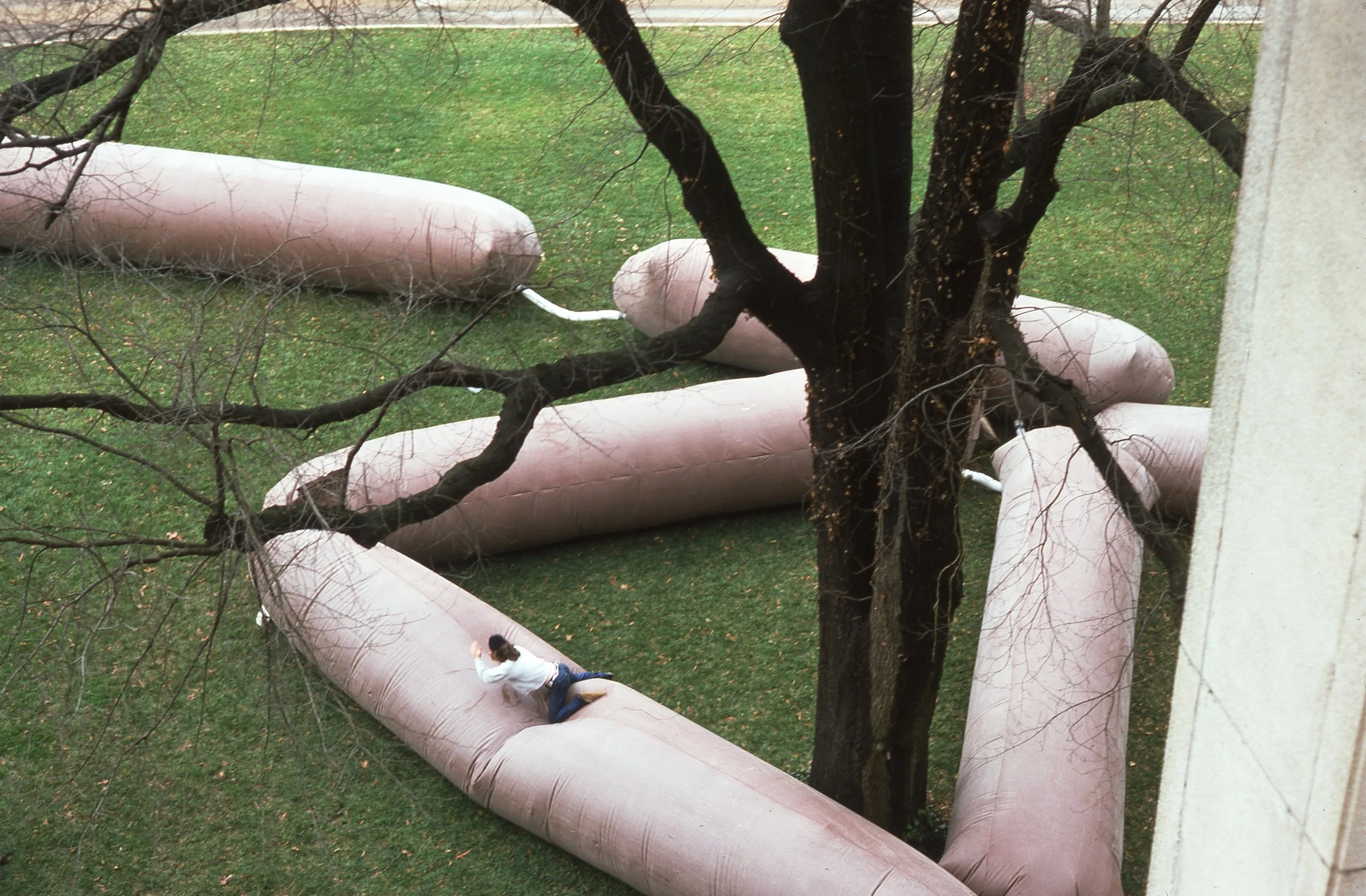 An inflatable obstacle course with pink tubes is set up outdoors around a large tree, with a person crawling on the inflatable tubes.