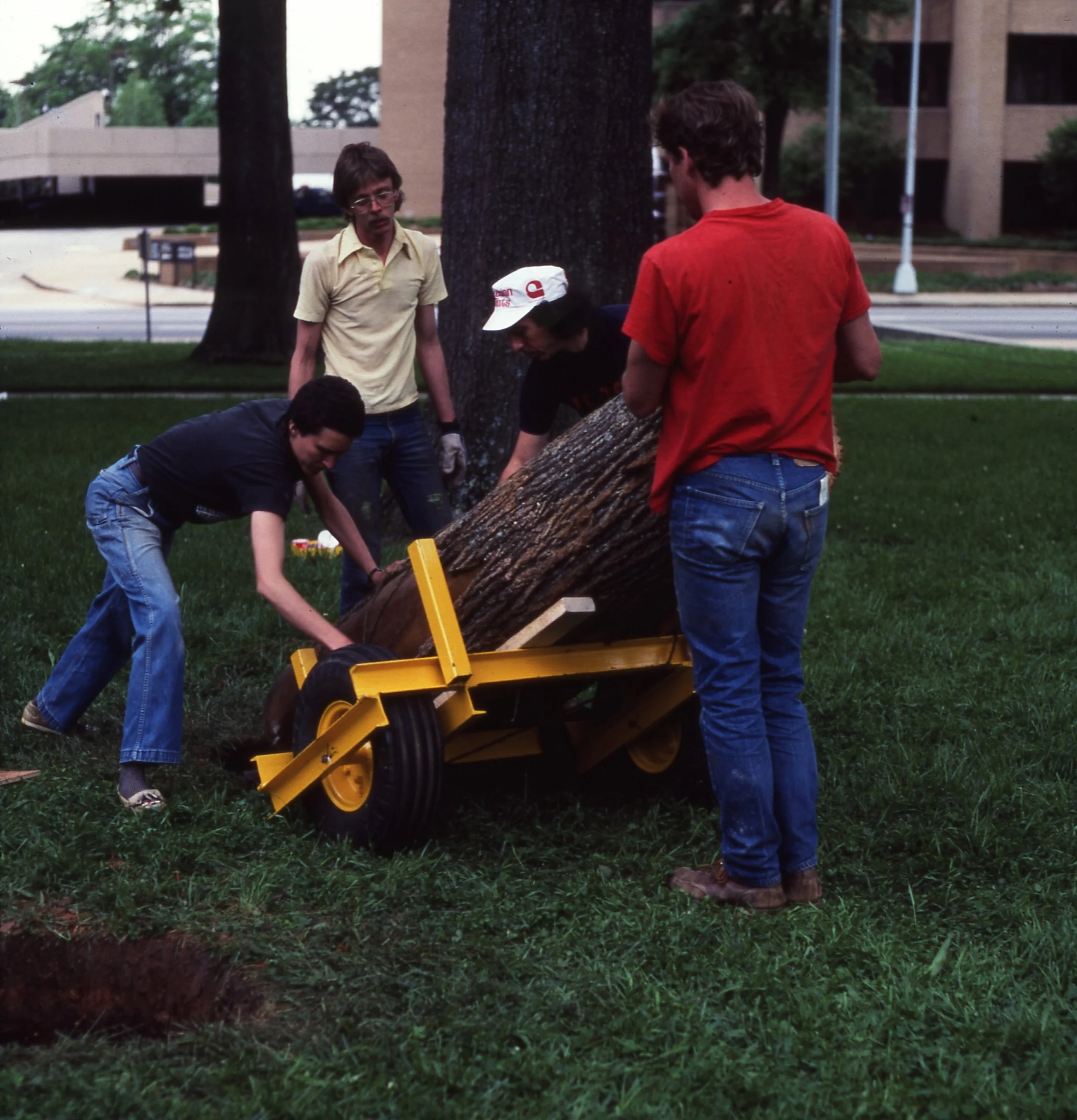 Four men are cutting down a large tree in a park using a yellow saw on a wheelbarrow. One man is actively cutting, while others observe. The background shows a large tree and a building.