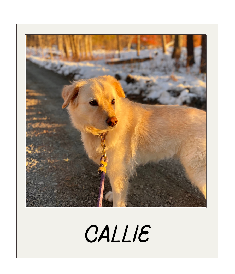 A light-colored dog standing on a gravel path in a snowy, wooded area during sunset.