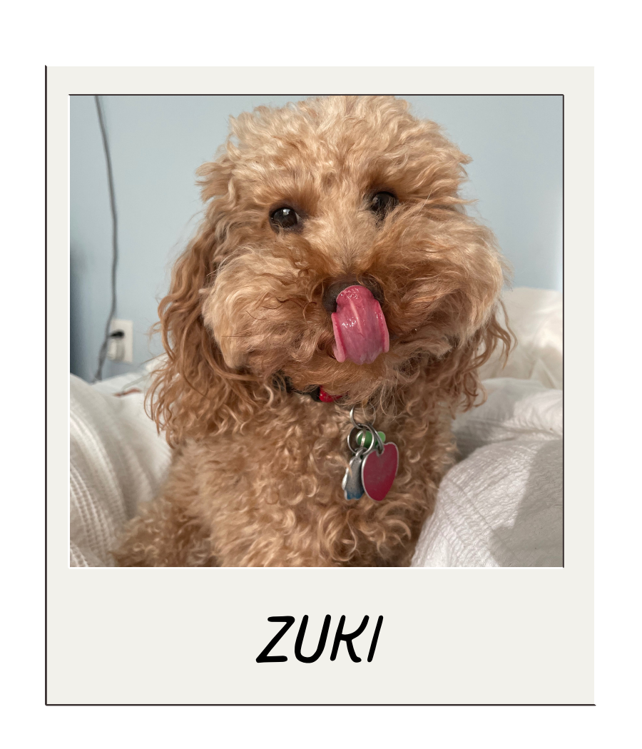 A curly-haired, tan-colored dog with its tongue out, licking its nose, sitting on a bed with a blue wall in the background. The dog has a red collar with tags. The photo has a white border with the name "ZUKI" written at the bottom.