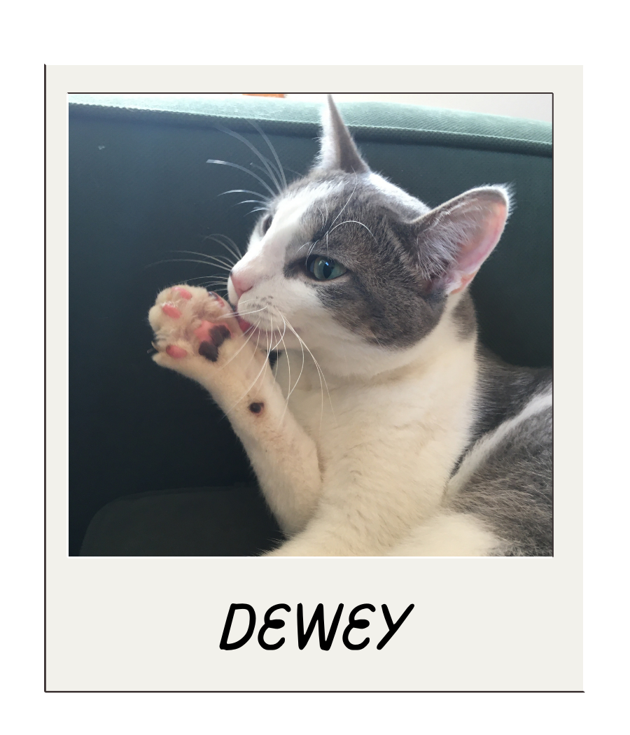 My Pet Friends (2).png