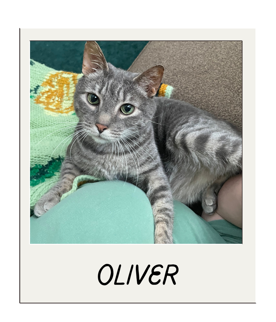 Gray tabby cat named Oliver lying on a person's lap, looking into the camera.