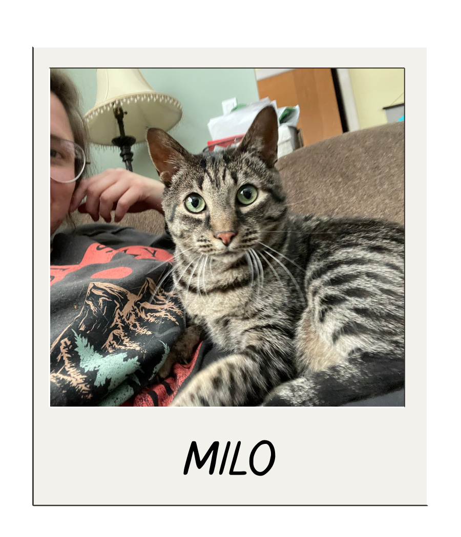 A striped tabby cat named Milo lying on a person's chest on a brown couch, with a person partially visible beside the cat and a table lamp and some papers in the background.