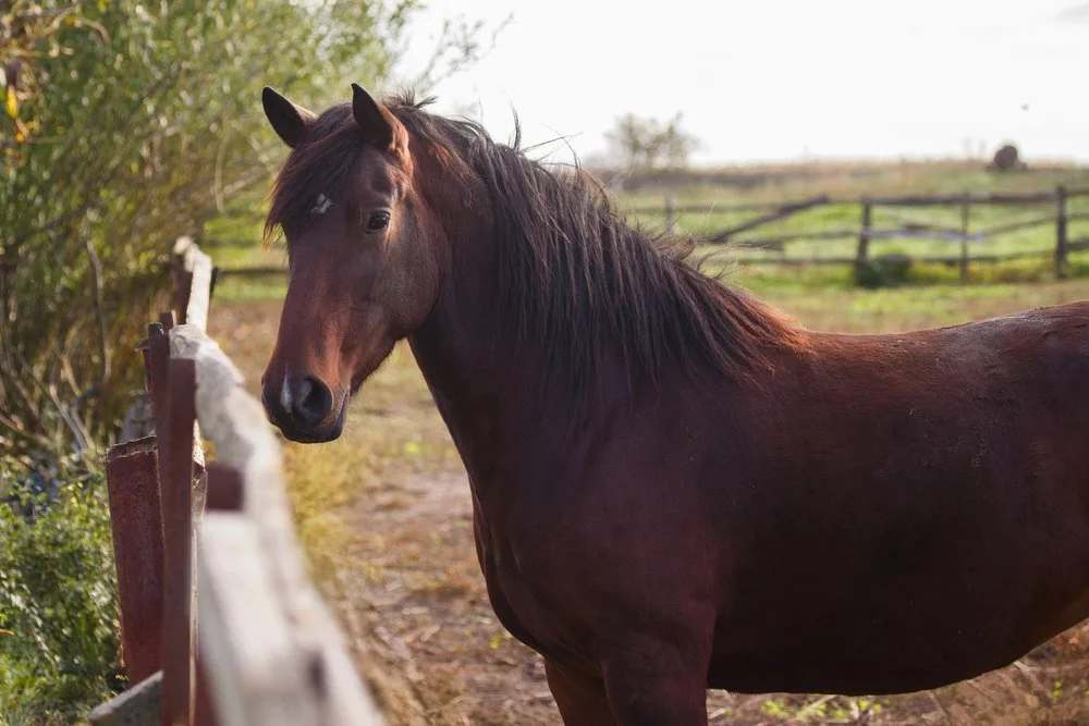 Treatment of Persistent Oral Communications in Horses Using a Rigid Obturator and RediHeal