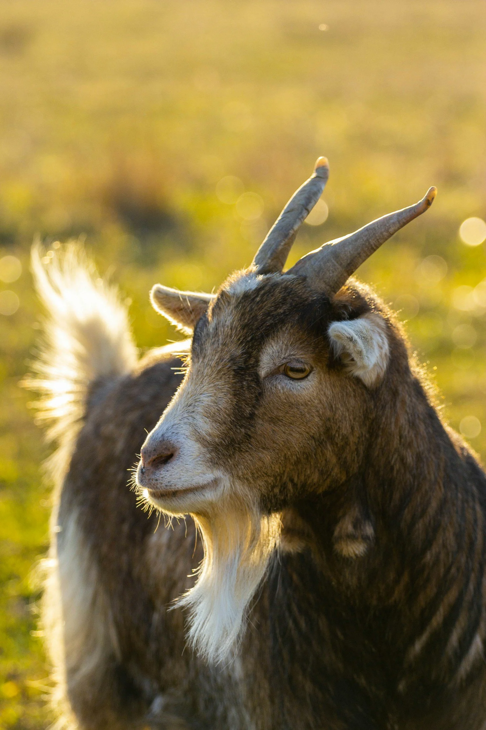 A close-up of a goat with curved horns and a white beard standing in a field, illuminated by warm sunlight.