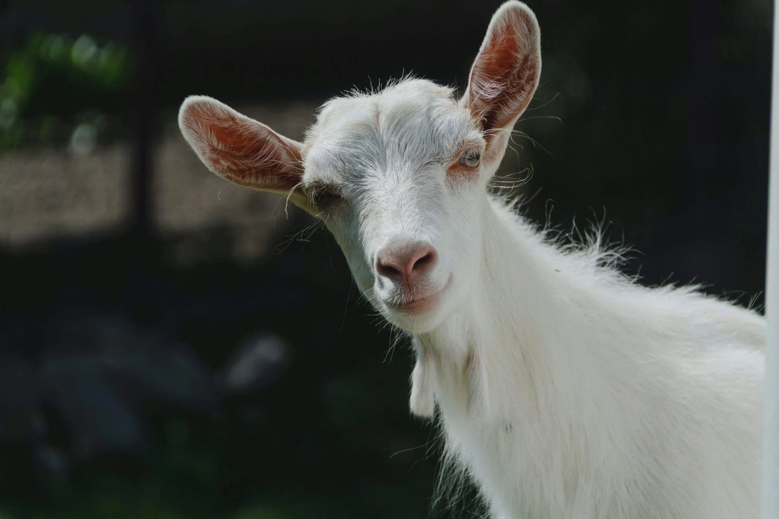 Close-up of a white goat with one eye winking and large ears standing outdoors.