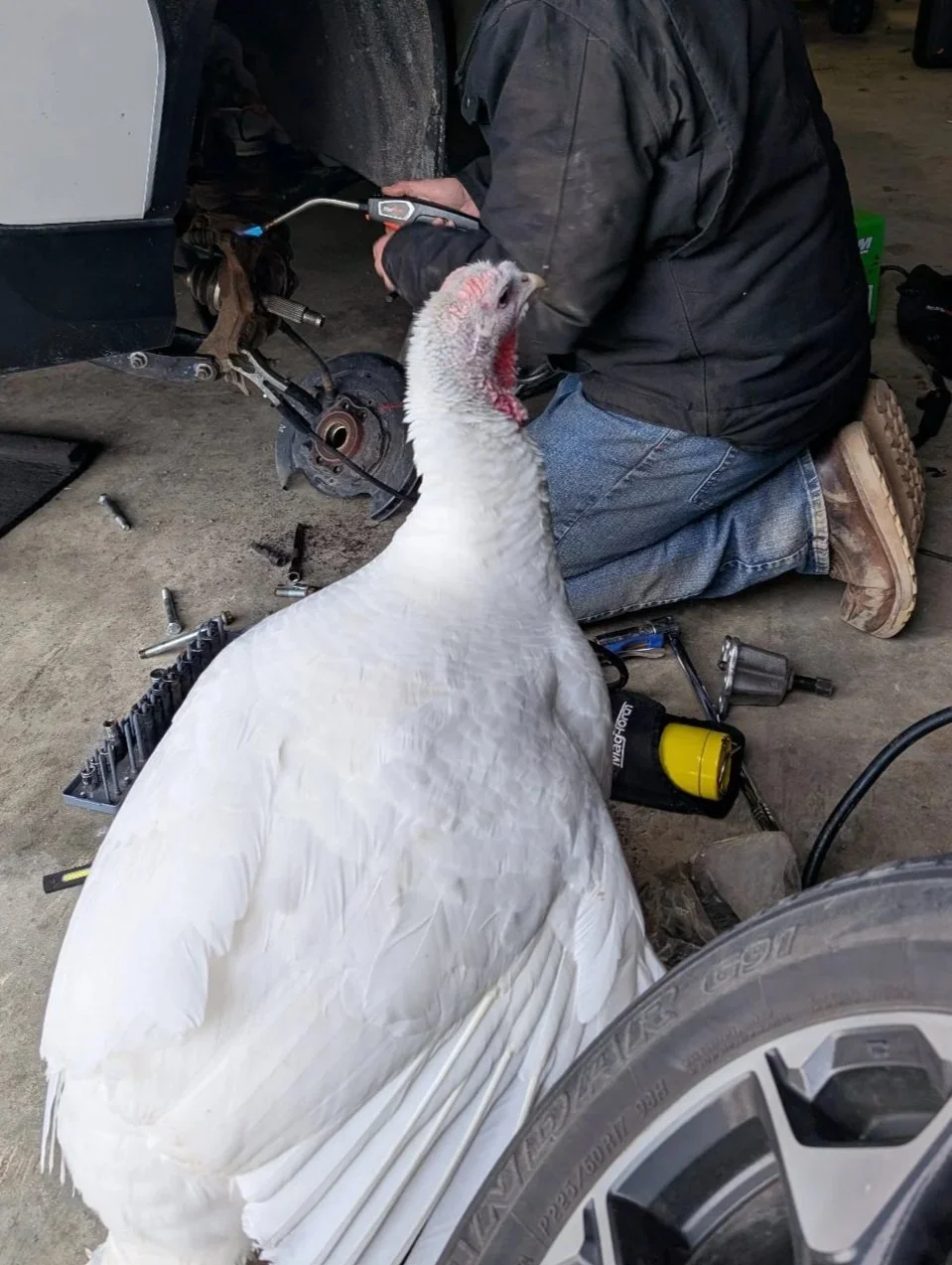 Fred Back on Her Feet and "Helping" in the Garage