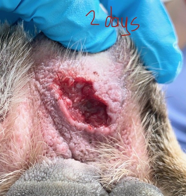 Day Three Mastiff Paw Wound