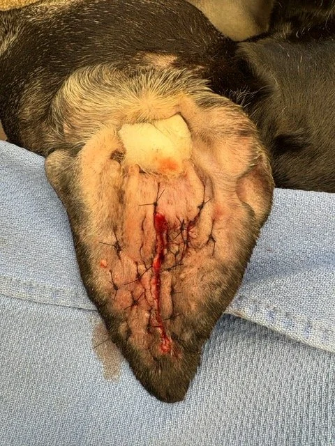 Immediately post-op, revision surgery