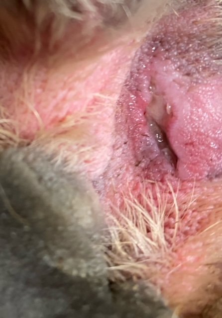 Day Six Mastiff Paw Wound