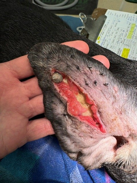 ~6 weeks into prior treatment