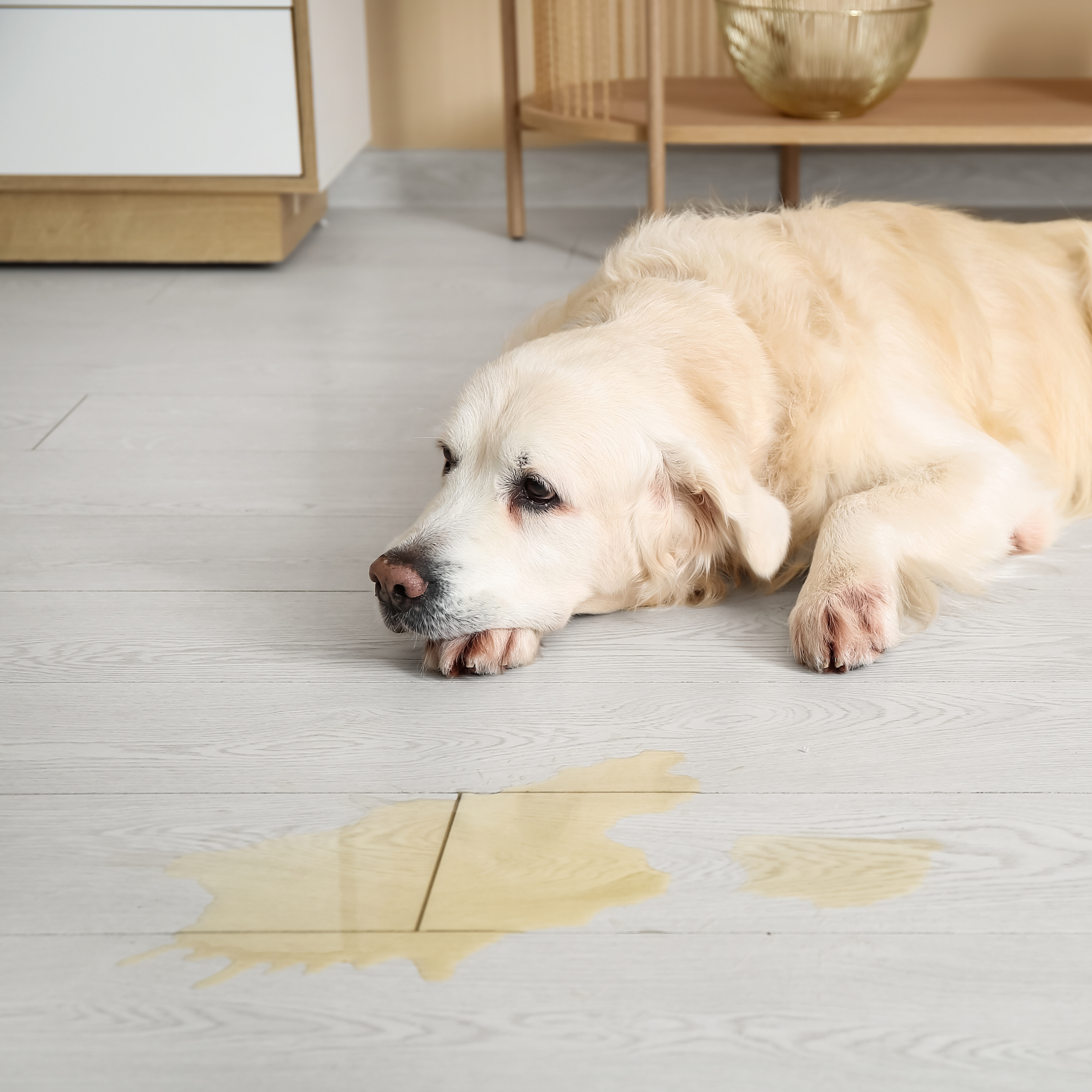 ReGain Injectable Collagen – 2.5ml, with needle