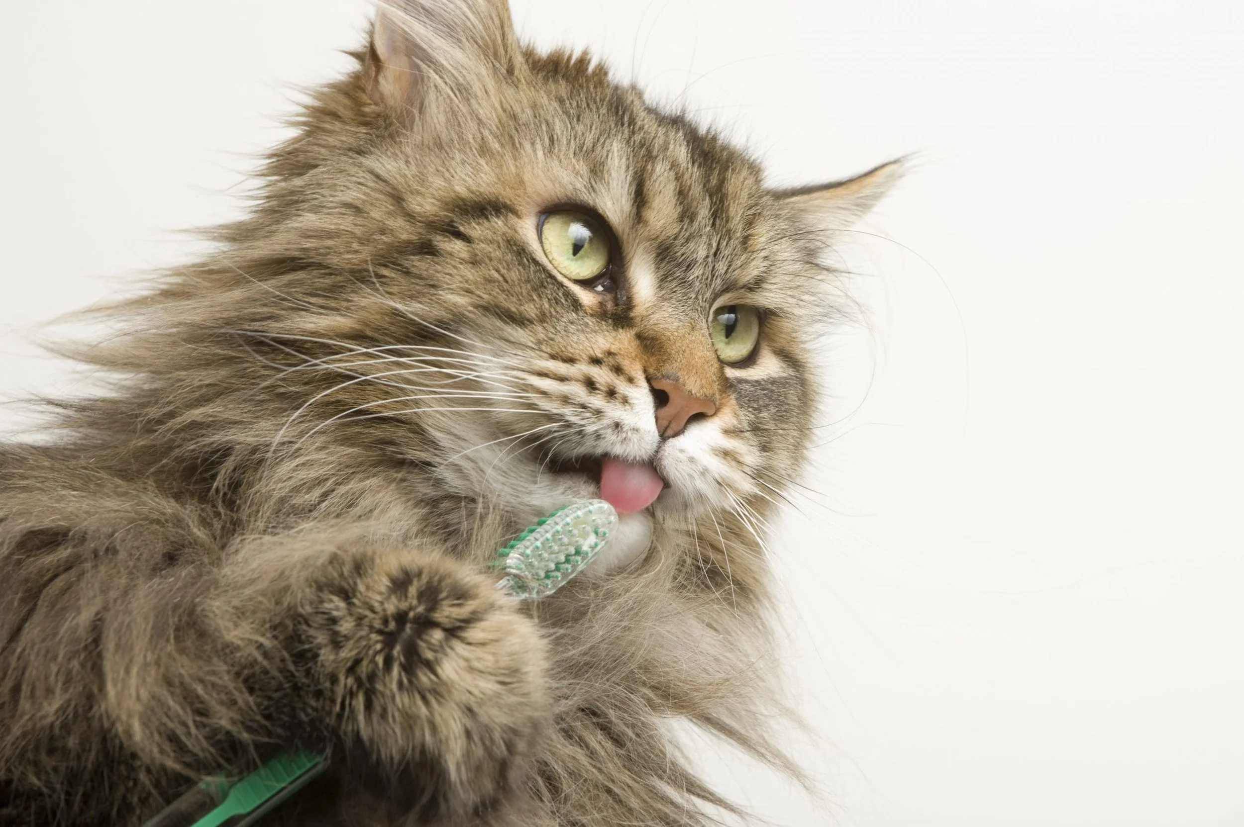 Cat with toothbrush