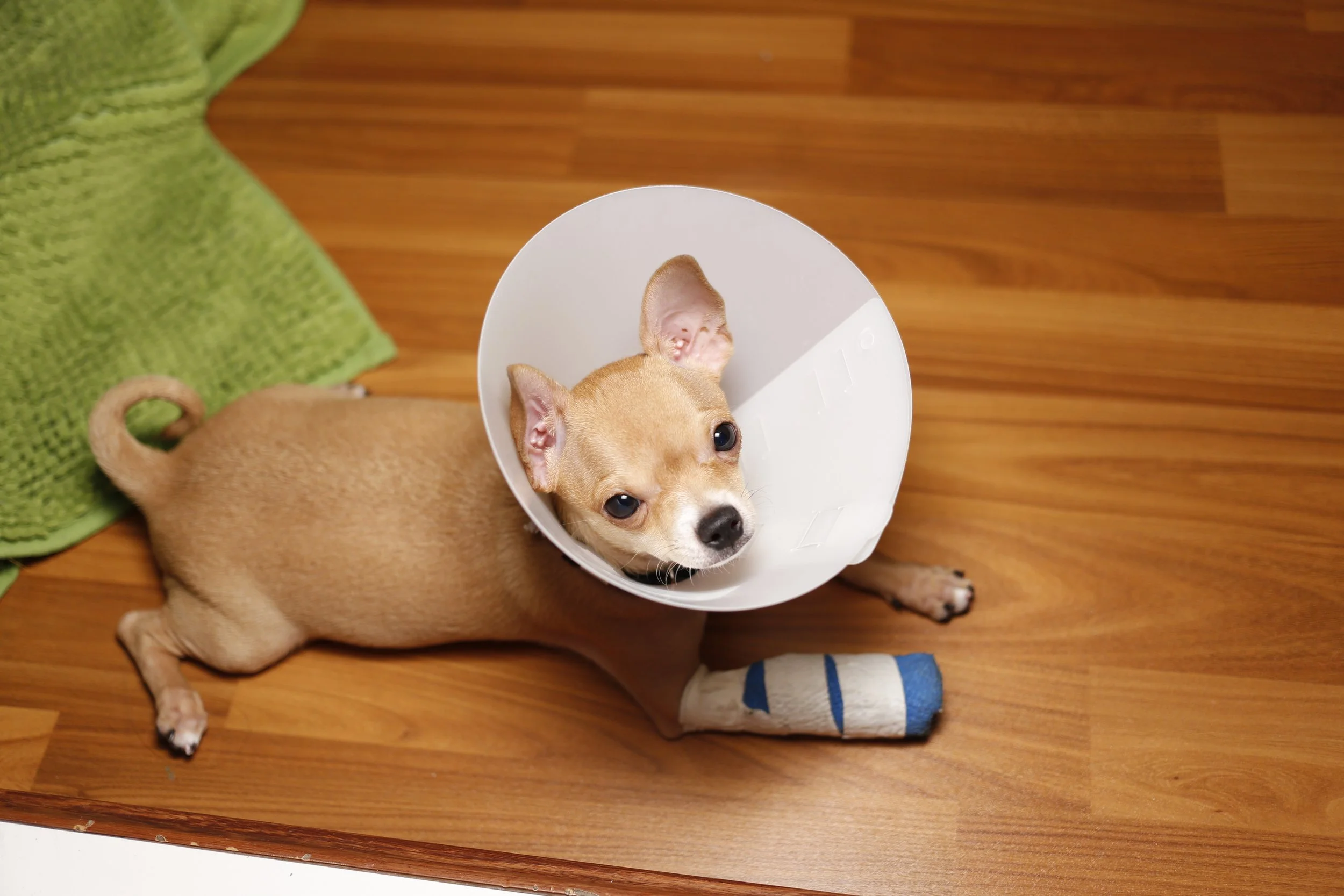 Dog with a cone