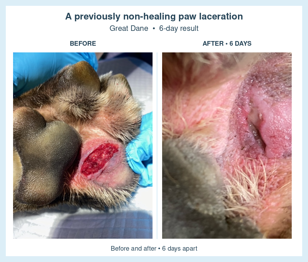 great-dane-paw-before-after-6-days.png