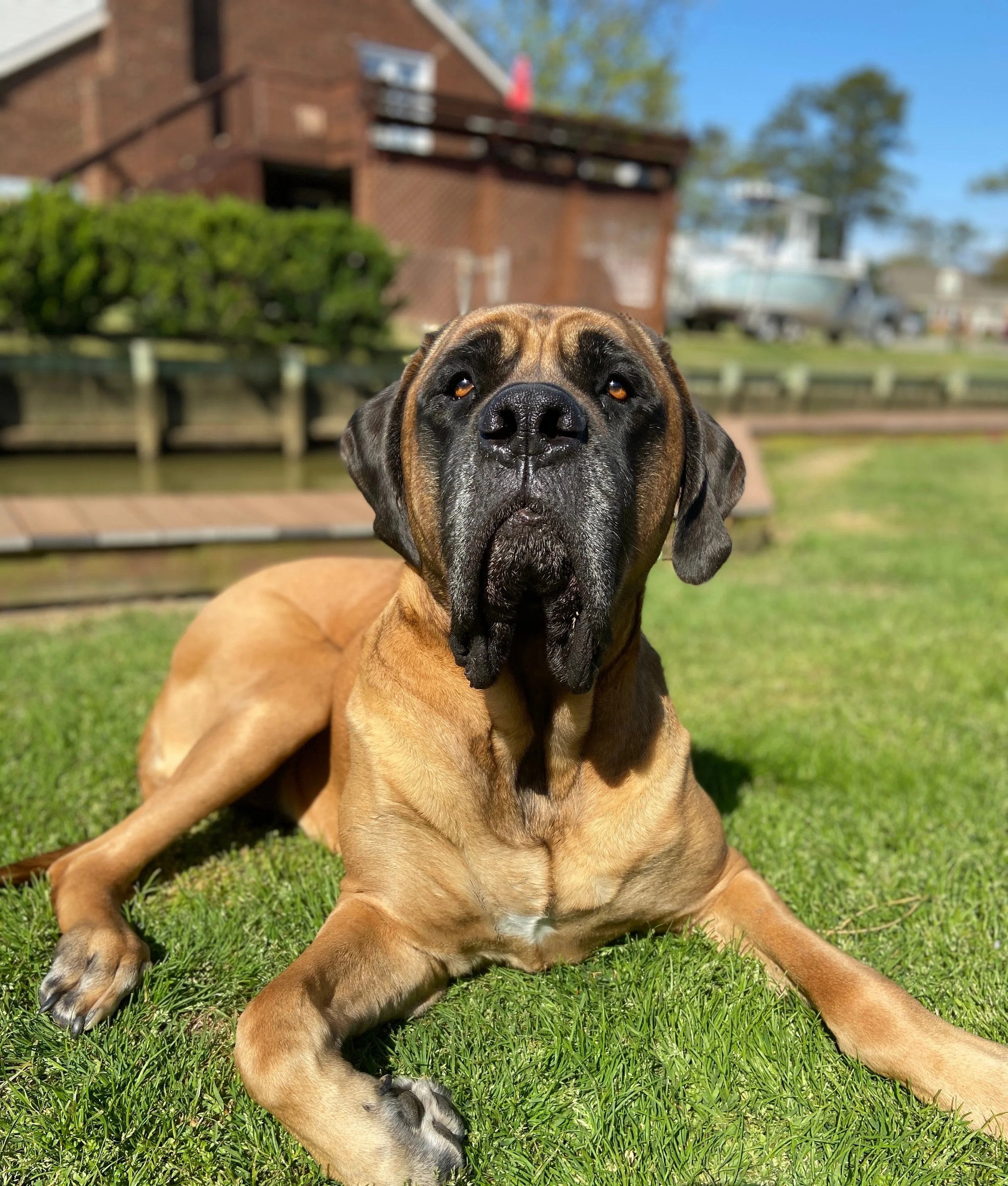 Non-Healing Mastiff Paw Wound Case Study | RediHeal (Testimonial)