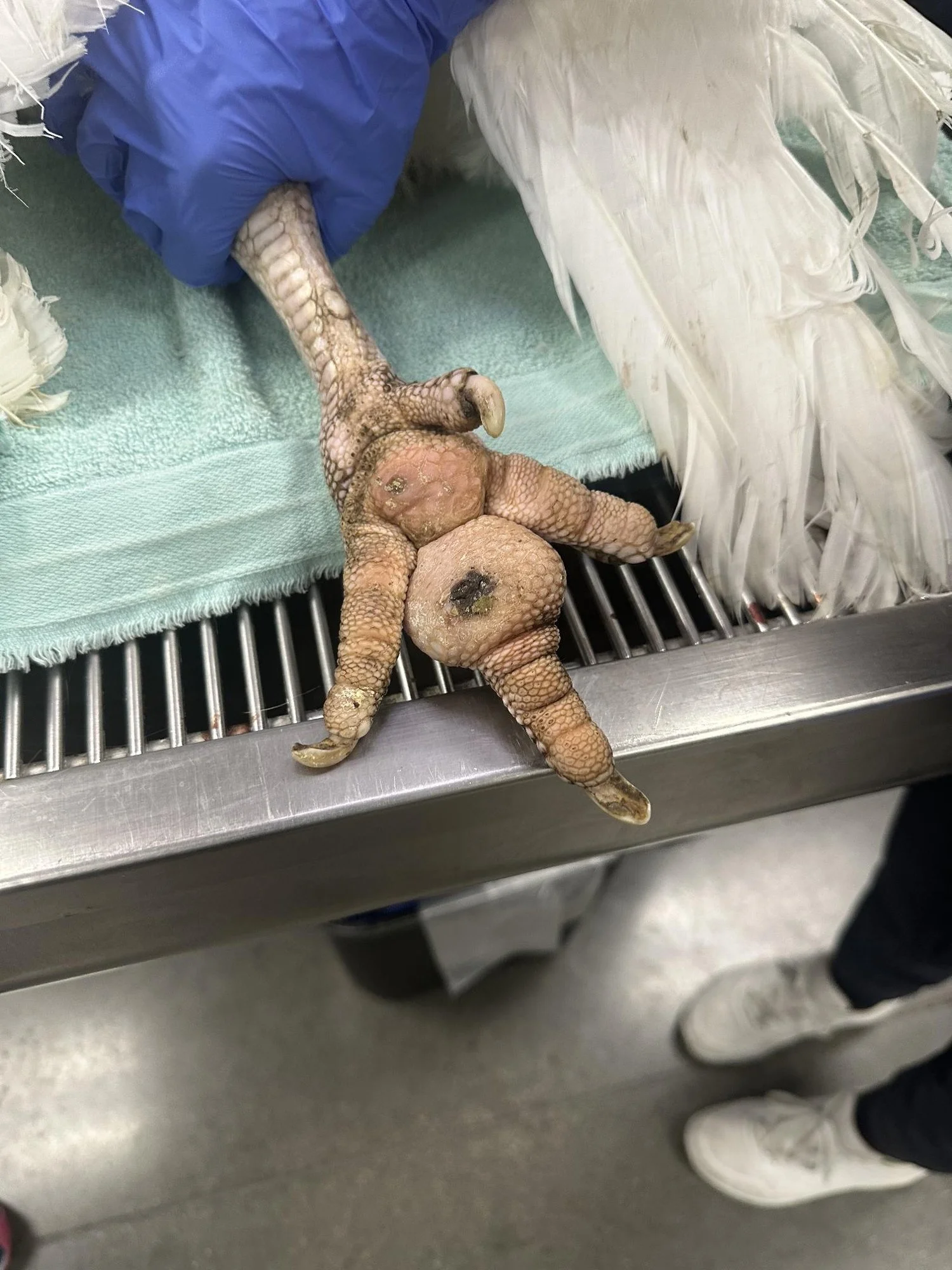 Aug 21: Turkey Bumblefoot before Debridement