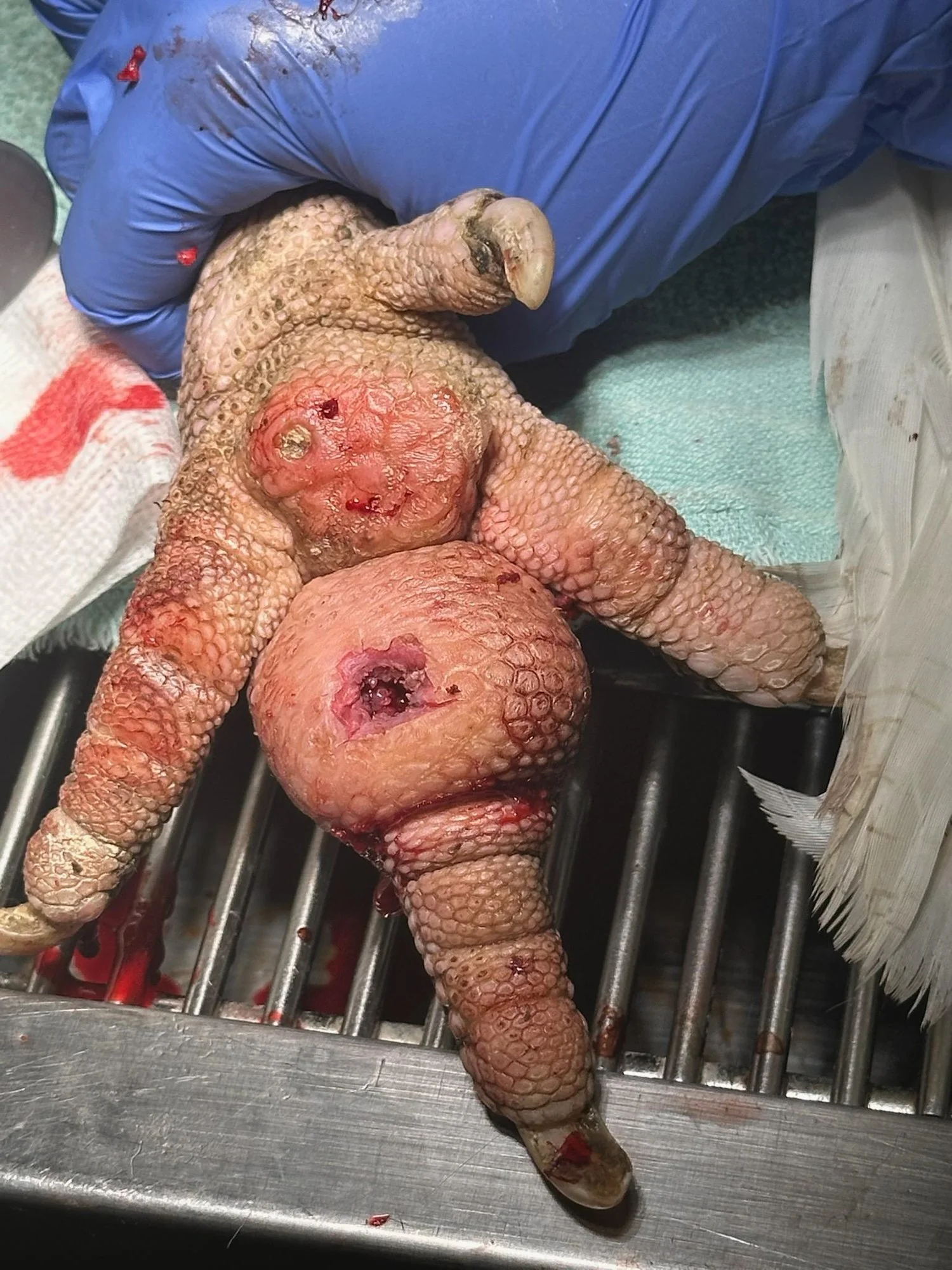 Aug 21: Turkey Bumblefoot after Debridement