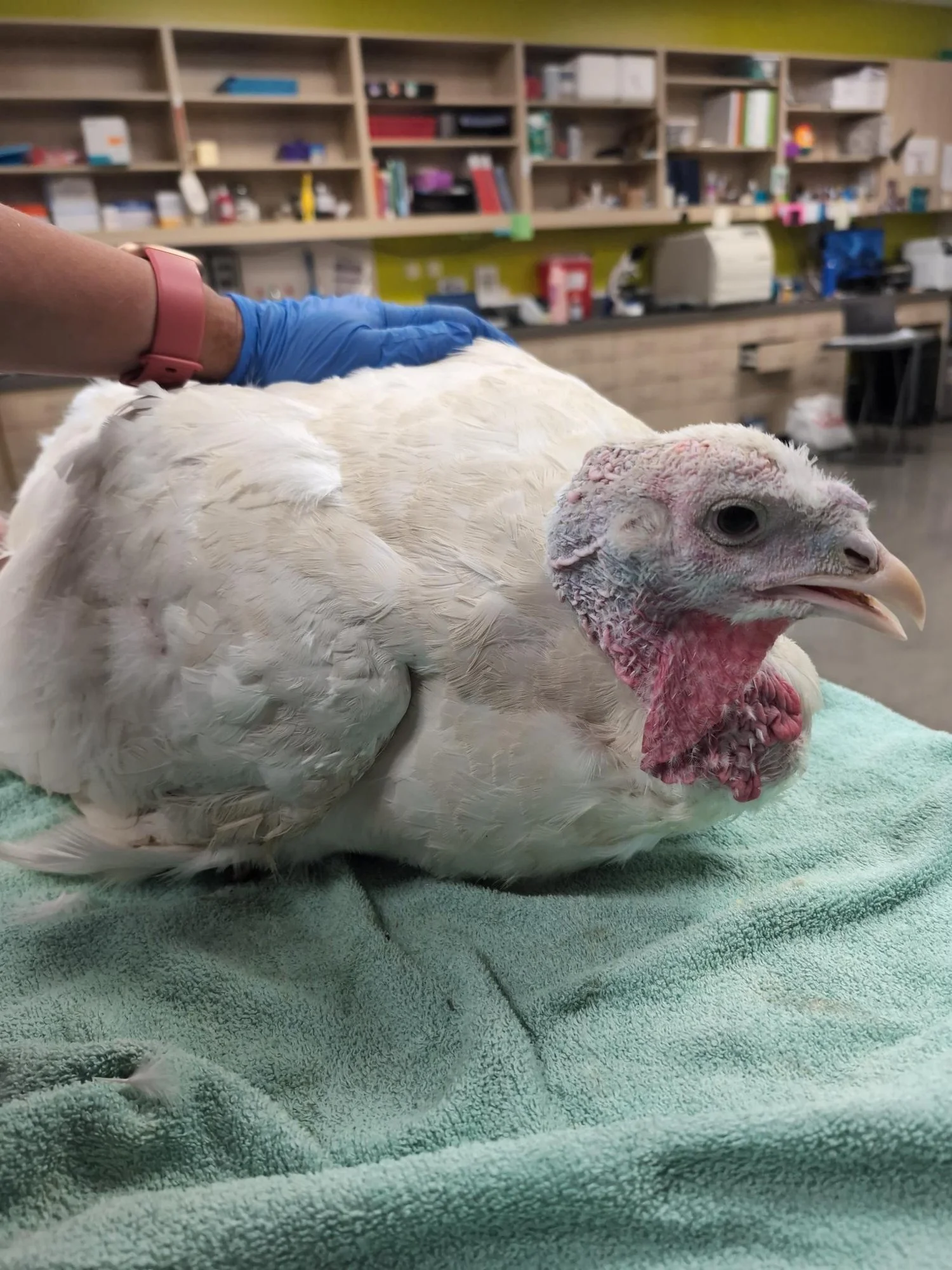 Fred the Turkey, Clinic Mascot and RediHeal Patient